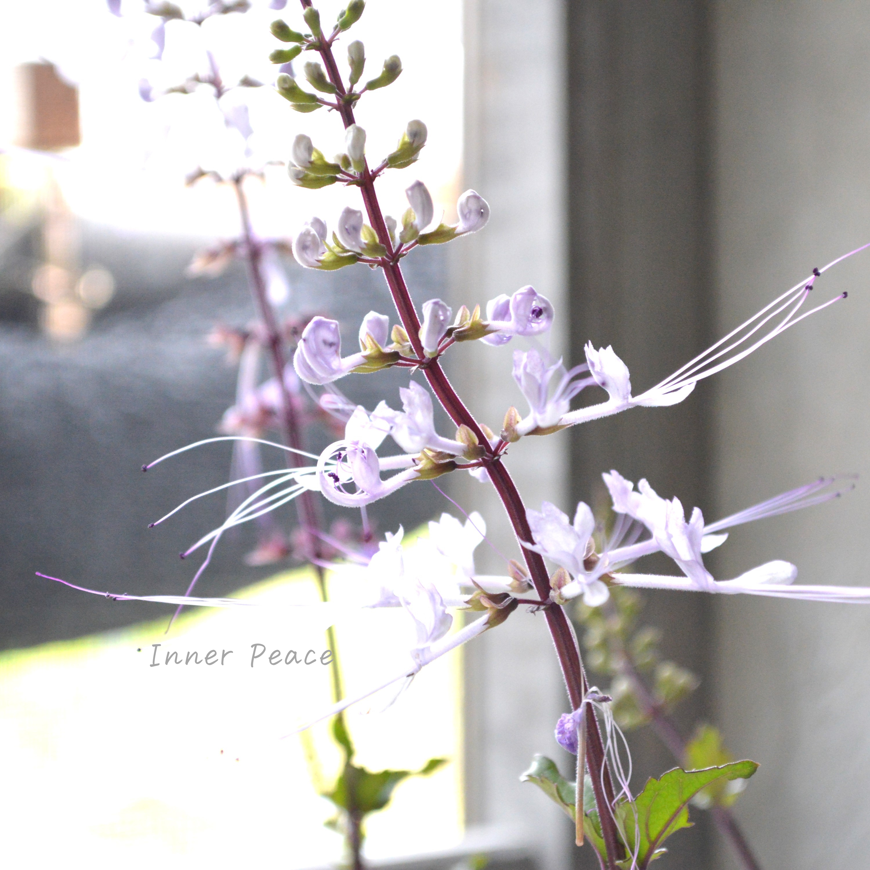 【暑さに強い】 ねこのひげ ピンク 3寸POT