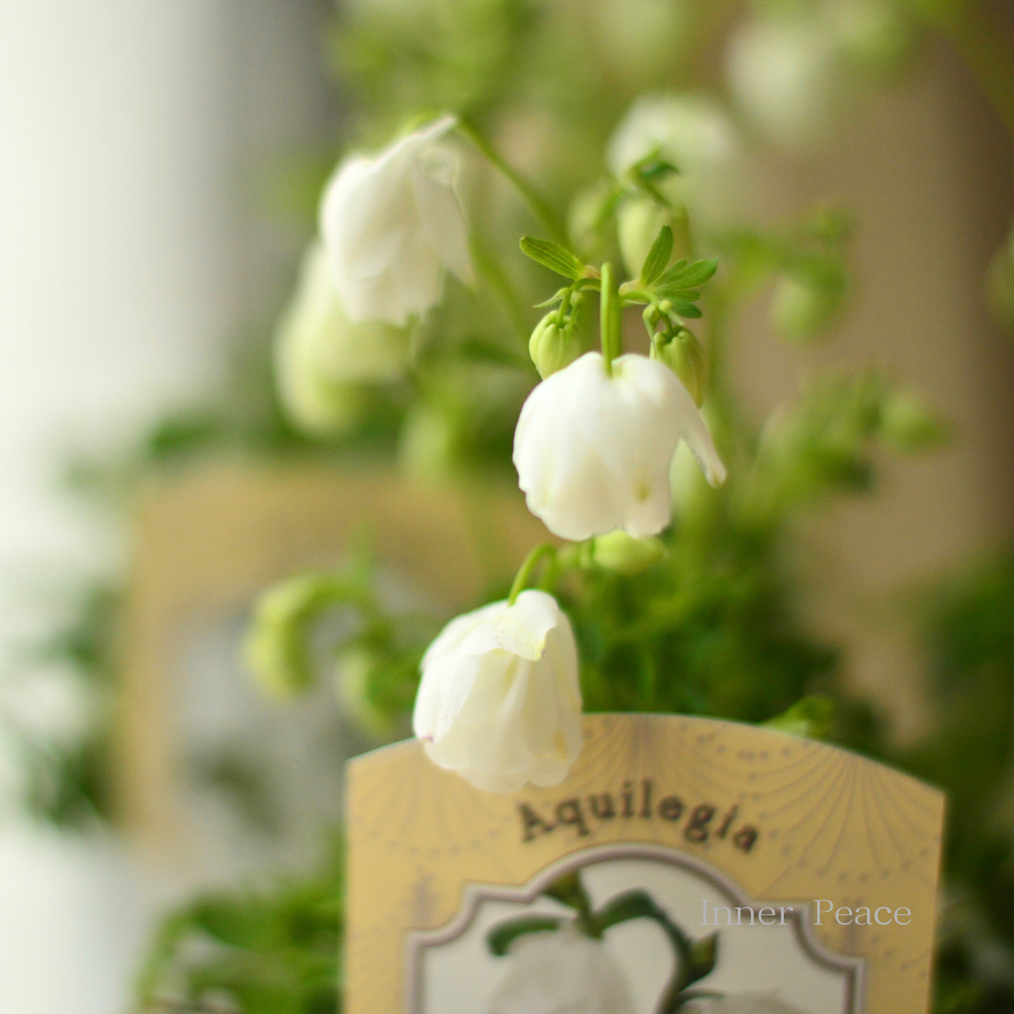 【松原園芸さん】 姫オダマキ 『ティアードフリル・ホワイト』 3寸ロングPOT