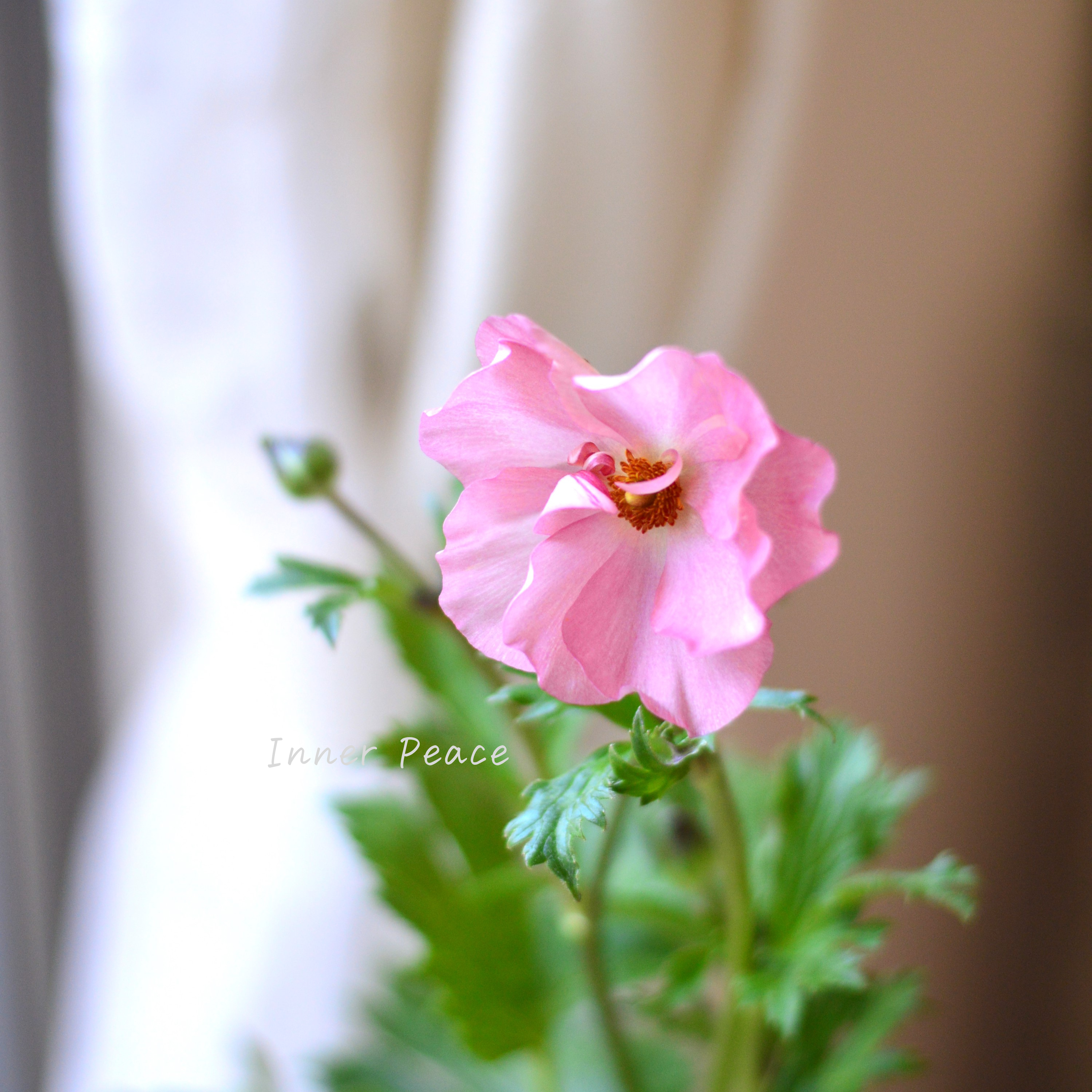 【美しい】 ラナンキュラス・ラックス 『アウラ』 4寸POT