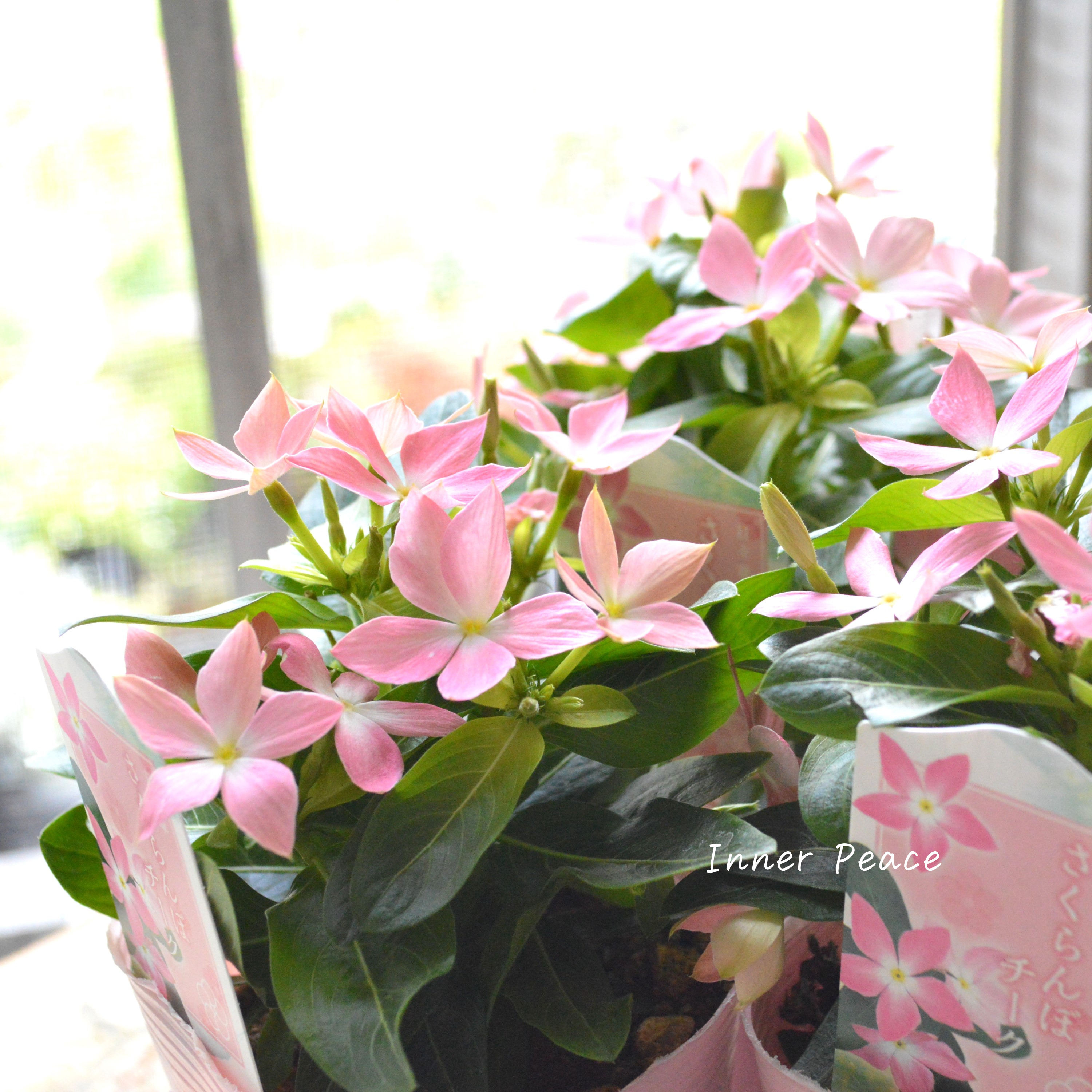 【サトウ園芸さん】 ニチニチソウ 『さくらんぼチーク』 3.5寸POT