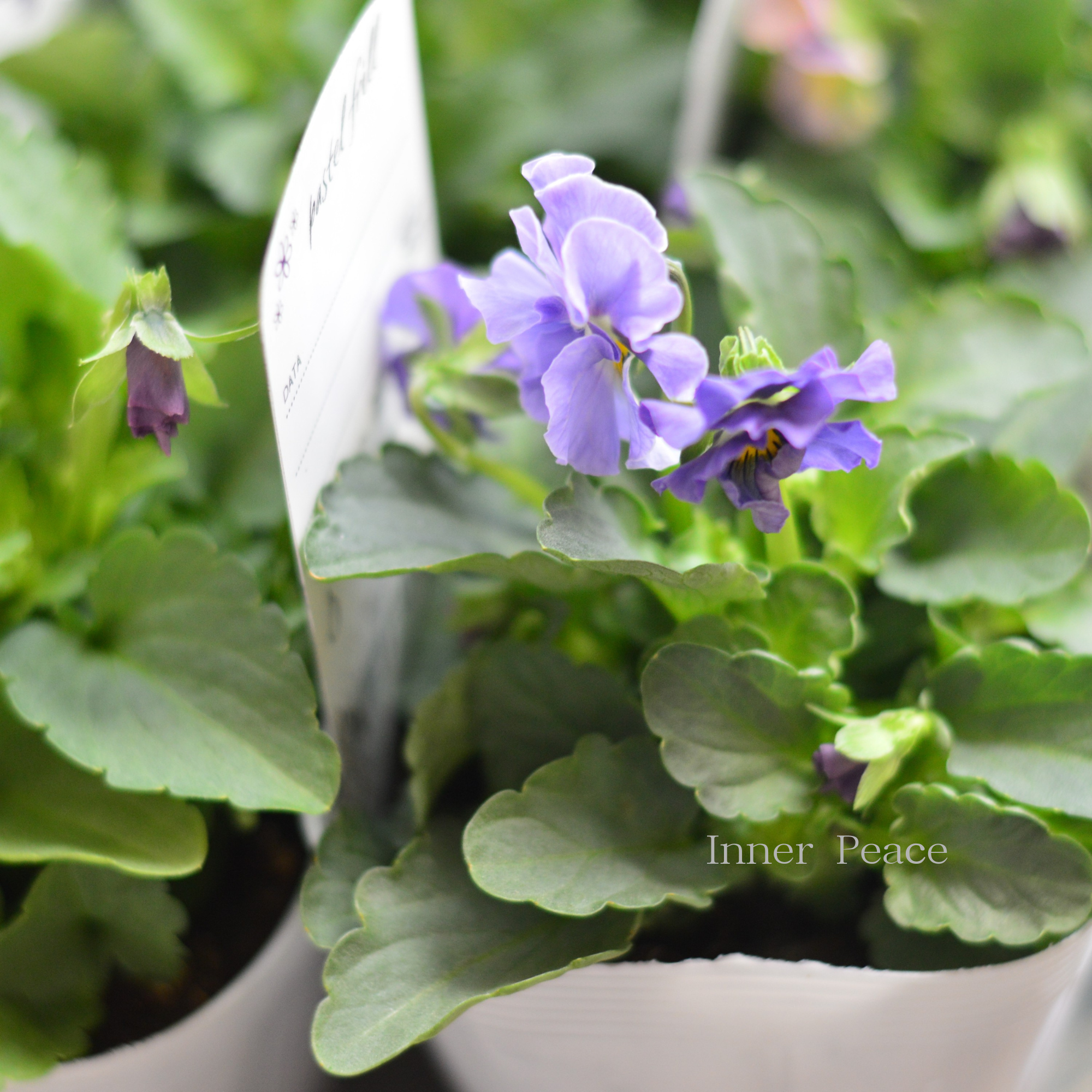 【桂楓園さんオリジナル】 パンジー 『pasfri ~パスフリ~』 3.5寸POT