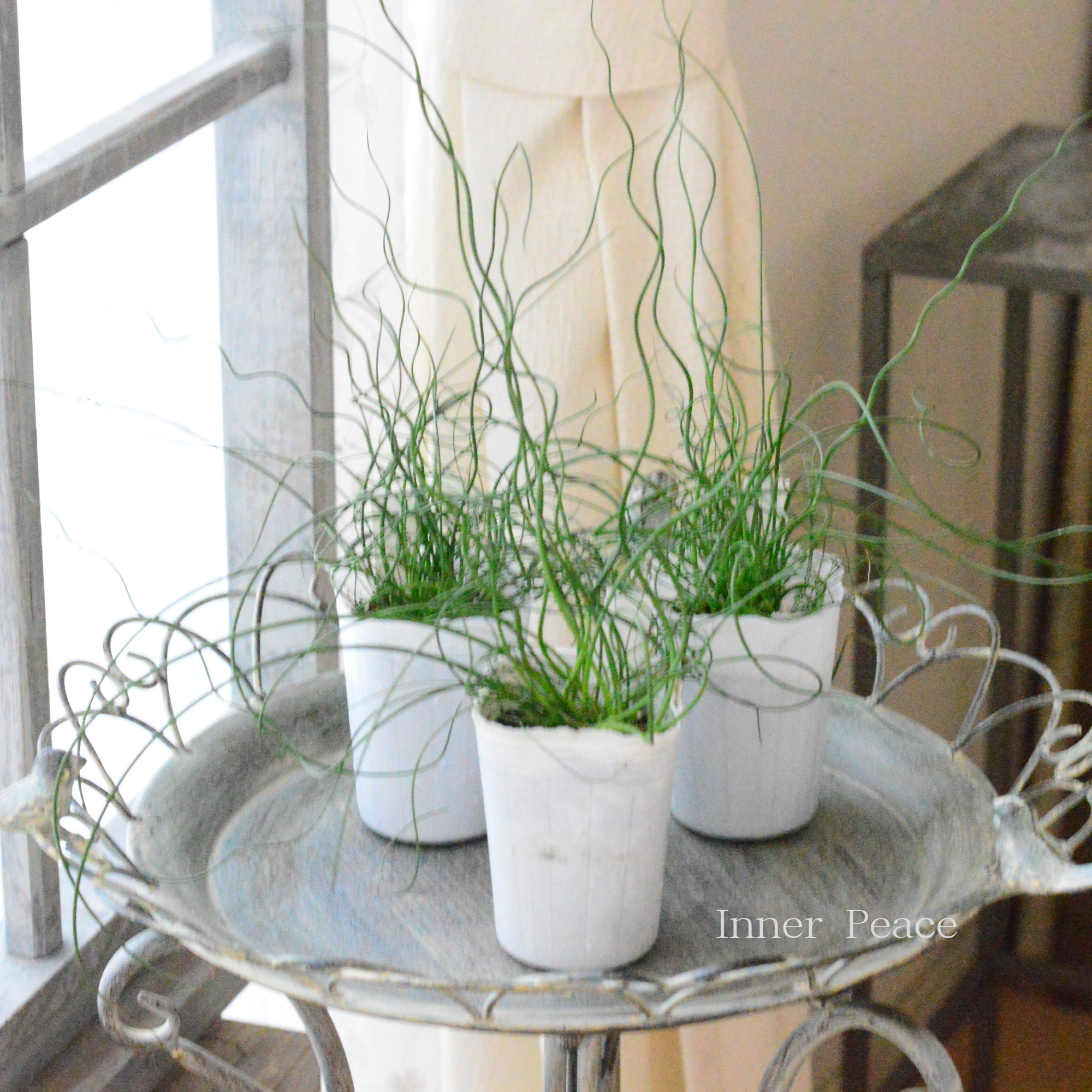 【個性的】 ラセンイ 3寸POT