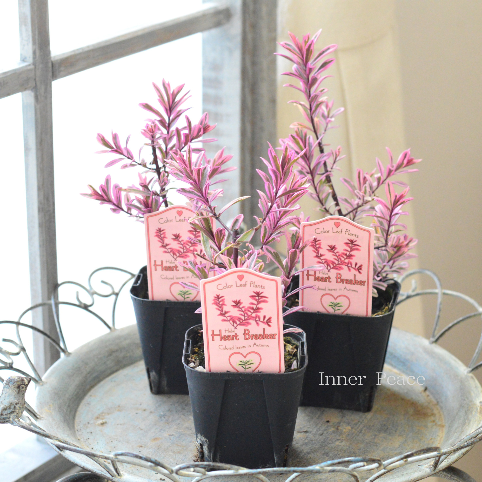 【寄せ植えに】 ヘーベ 『ハートブレイカー』 3寸POT