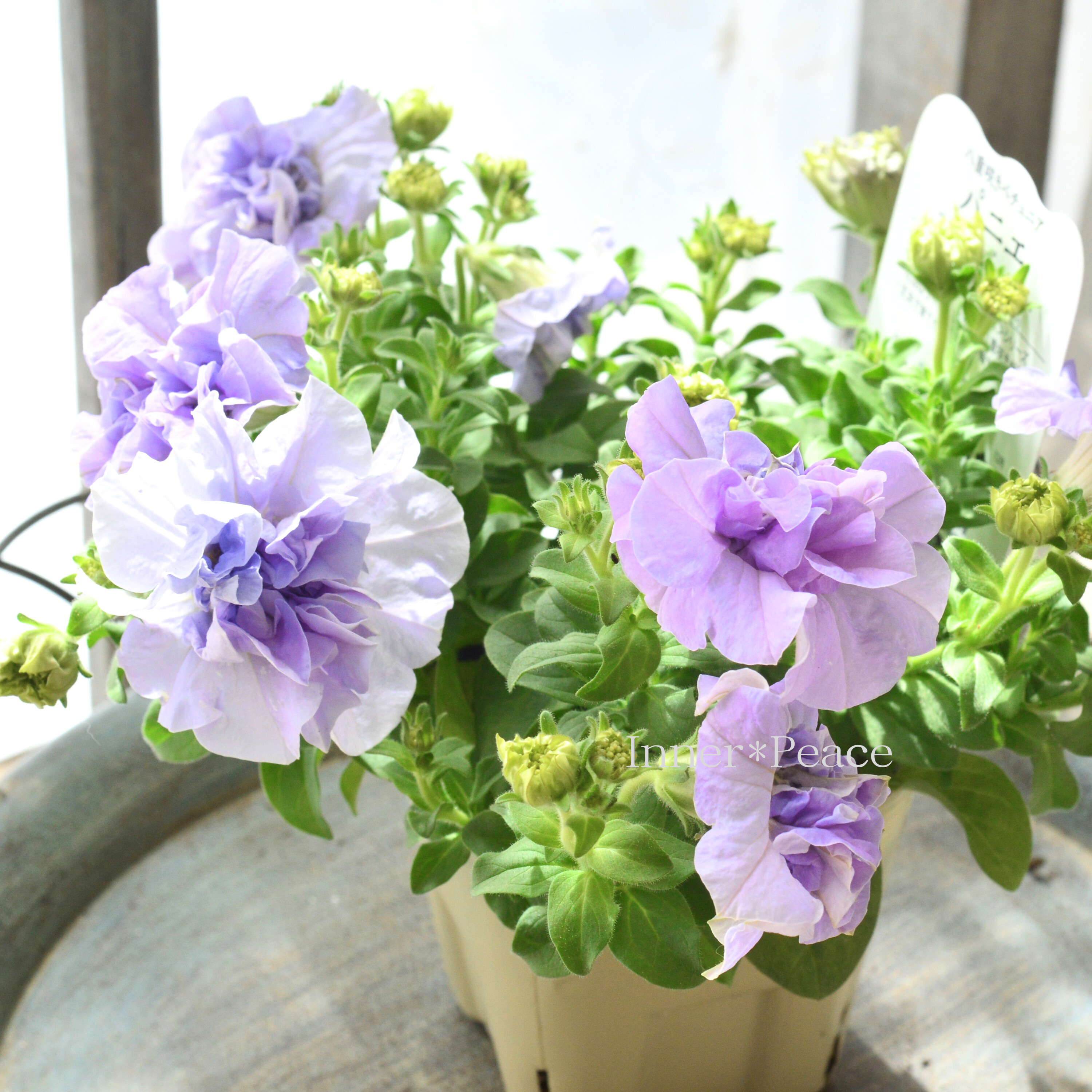 【美しい】 八重咲きペチュニア 『パニエ・ライトブルー』 3.5寸POT