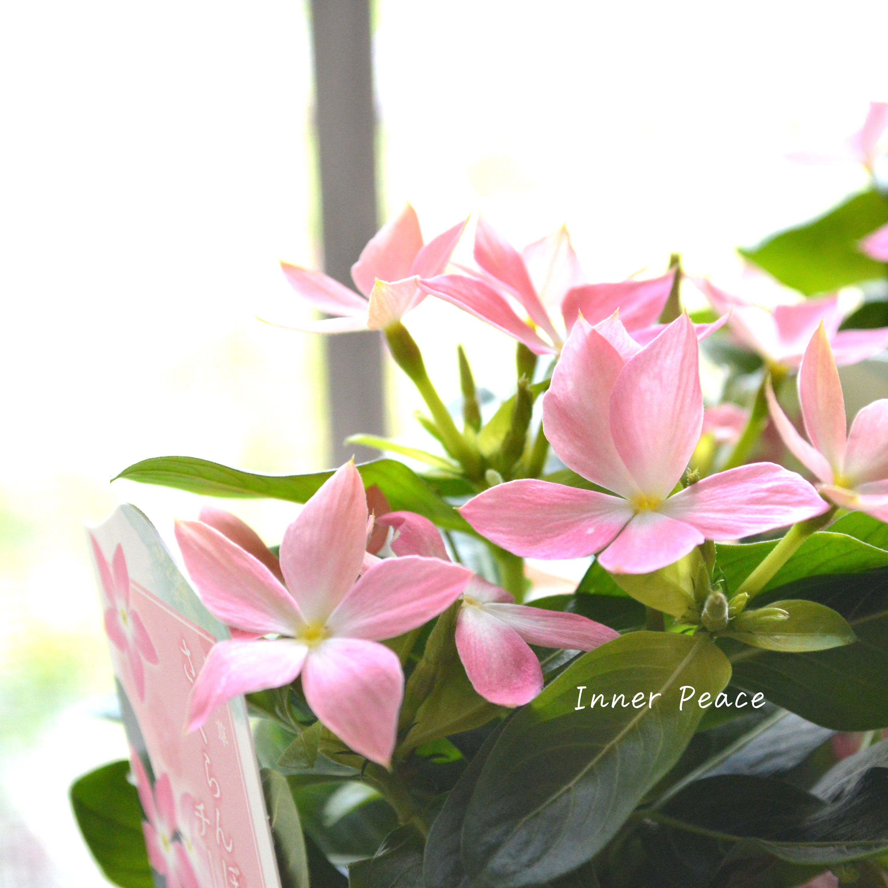 【サトウ園芸さん】 ニチニチソウ 『さくらんぼチーク』 3.5寸POT