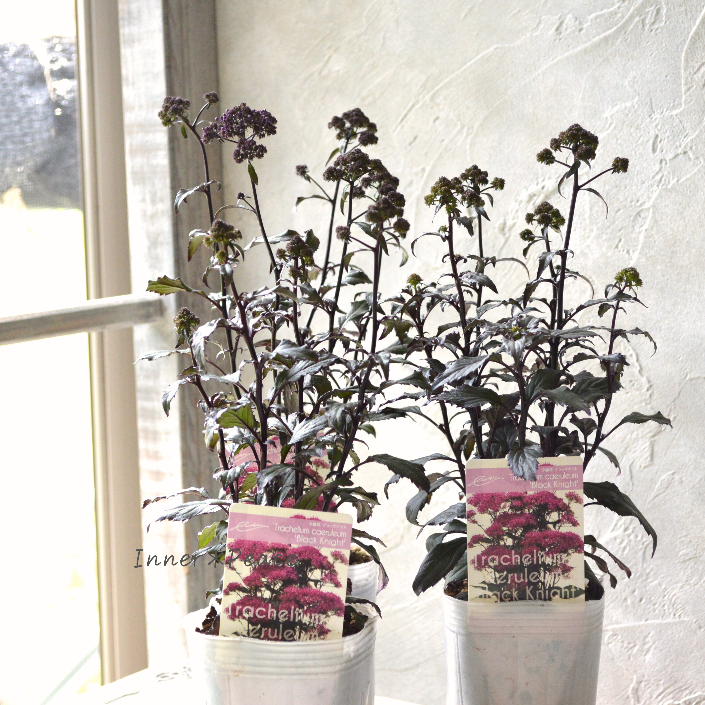 【シック】 夕霧草 『ブラックナイト』 3寸ロングPOT