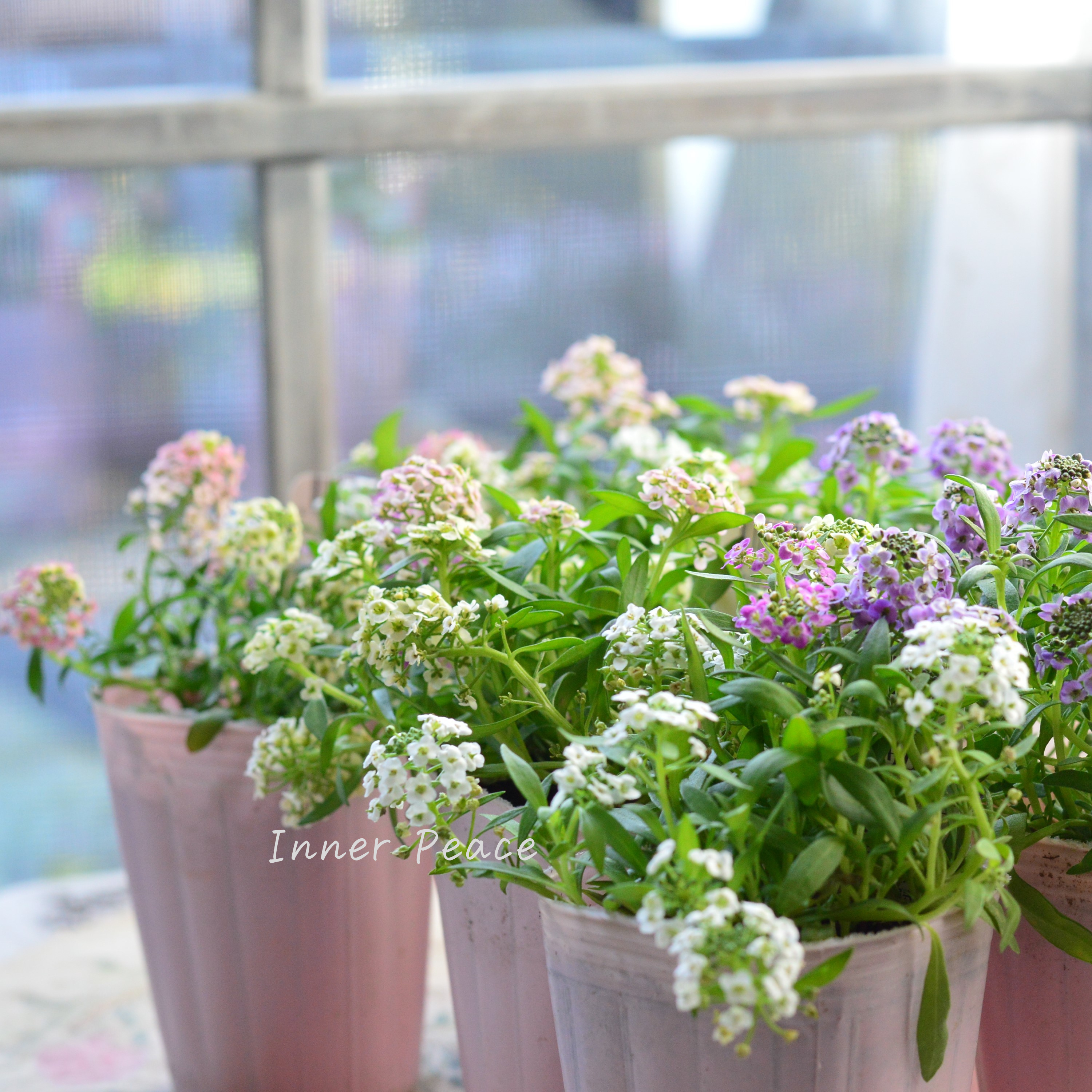 【ミックス】 スイートアリッサム 『ジュエリーミックス』 2.5寸ロングPOT