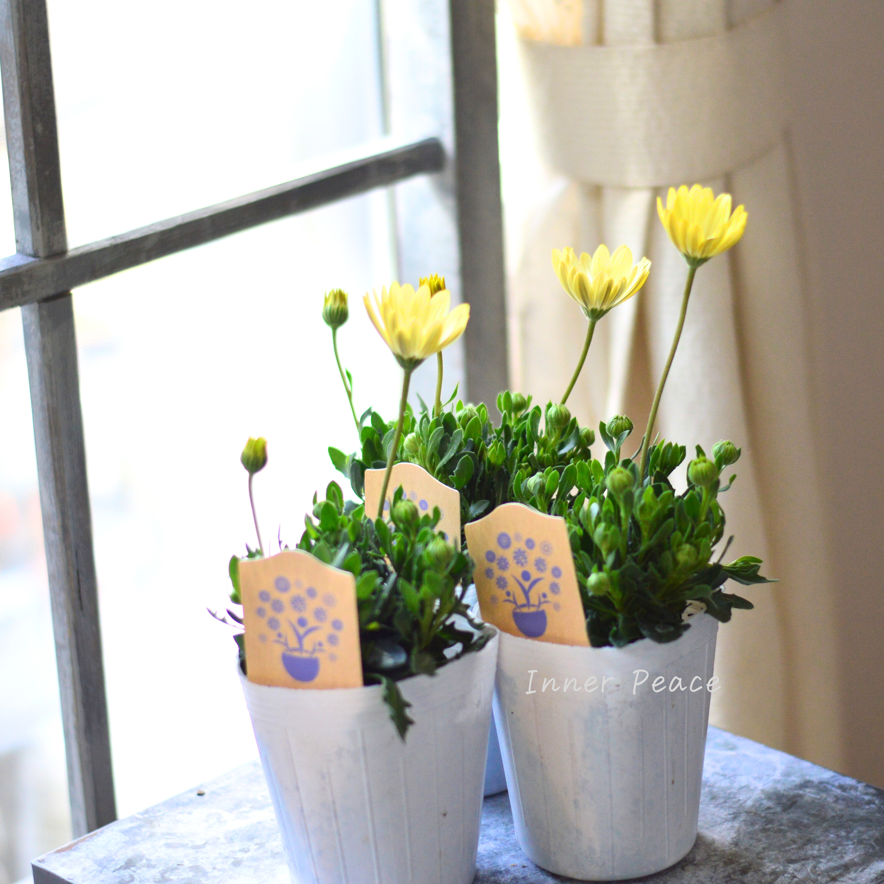 【希少】 ナラフラさんのオステオスペルマム クリームイエロー系 3寸ロングPOT