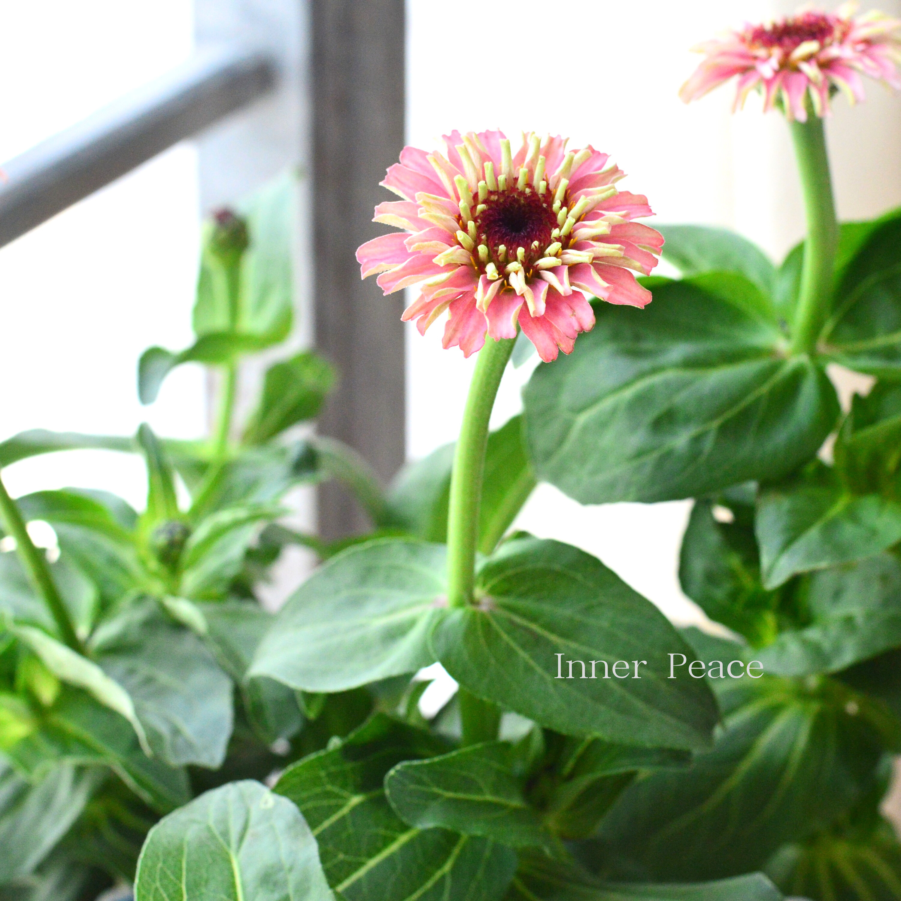 【かわいい】 ジニア 『シンデレラフィズ』 3.5寸ロングPOT