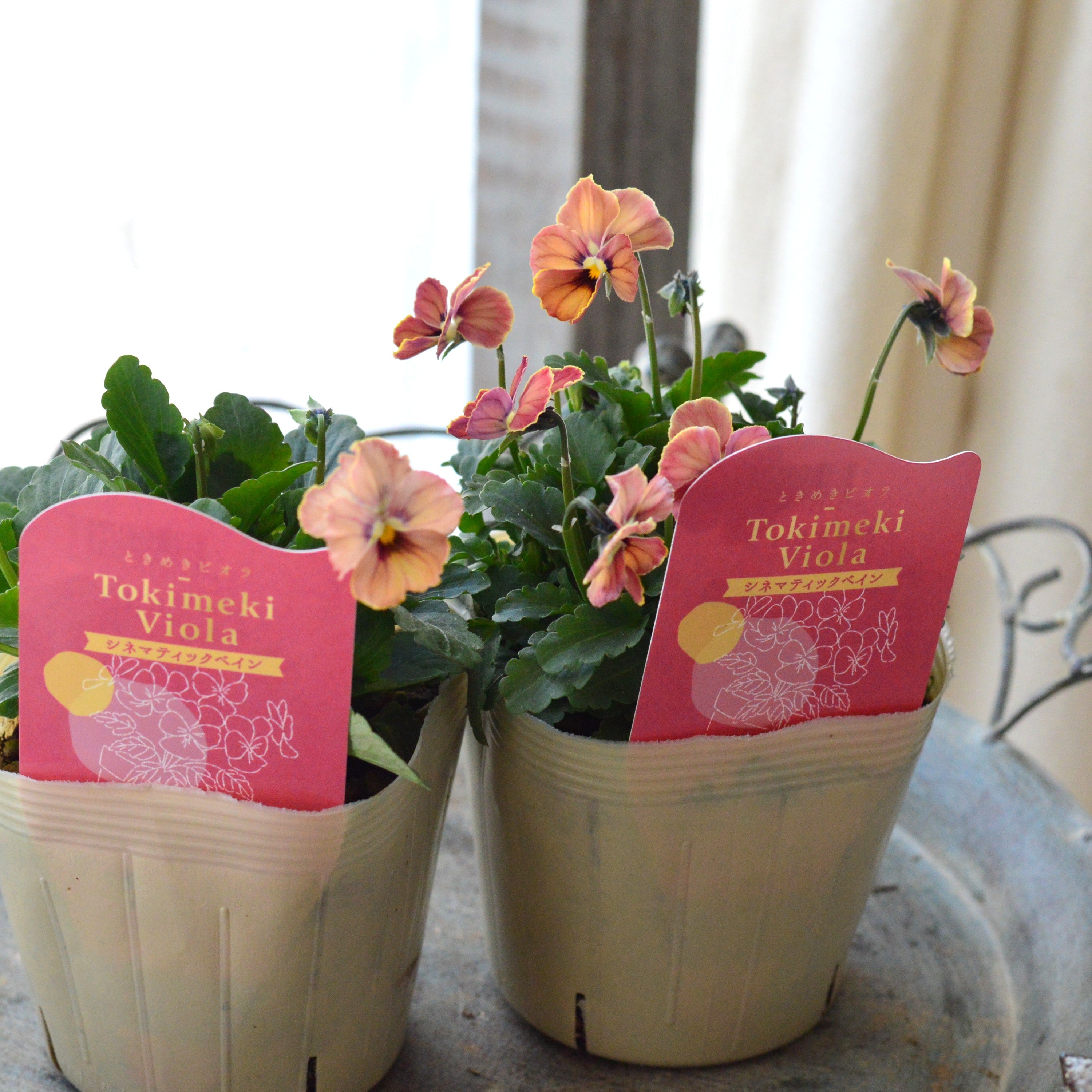 【奥田園芸さん】 ときめきビオラ 『シネマティックベイン』 3.5寸POT