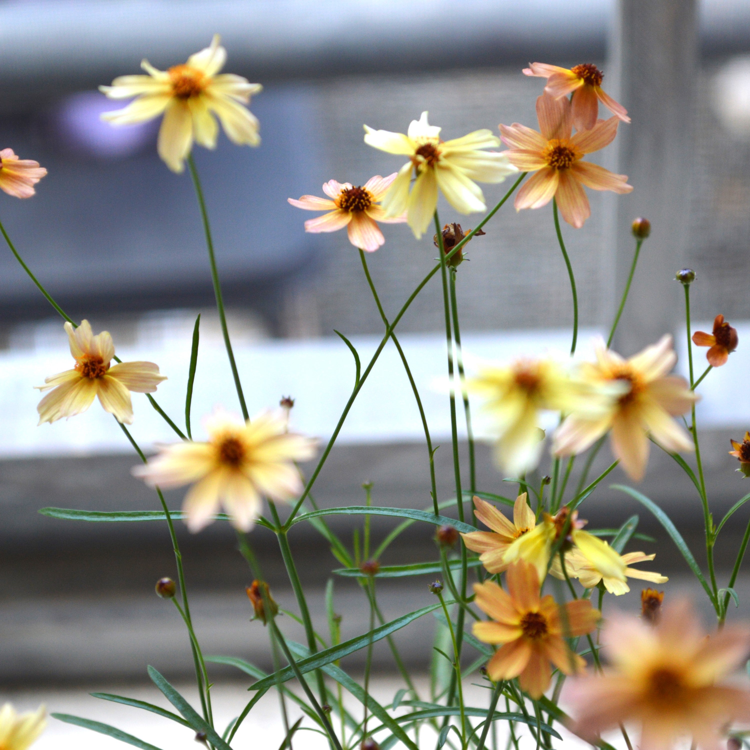 【アンティーク色】 コレオプシス『ウリドリーム・サンセット』 3寸POT