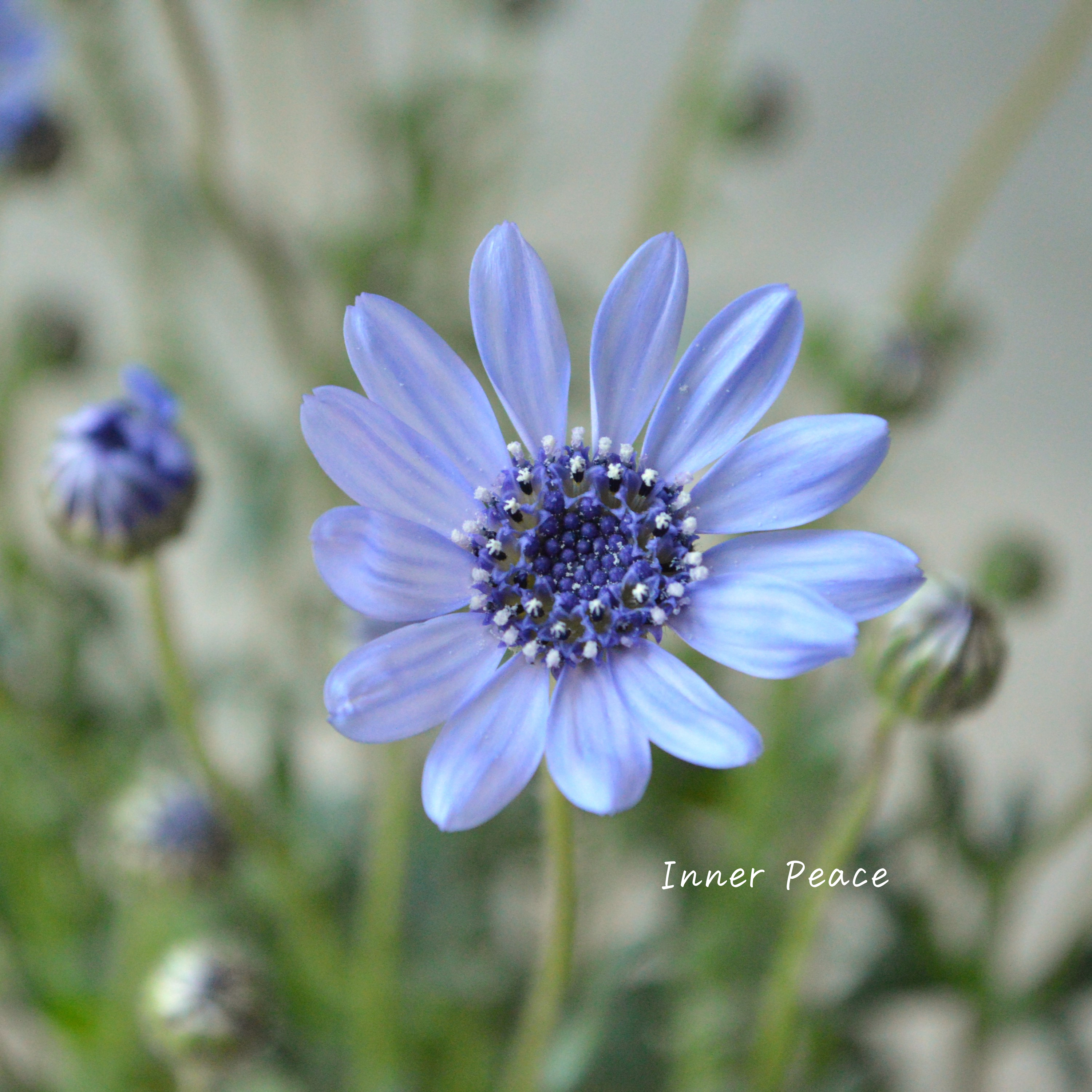 【美しい】 フェリシア 『スプリングメルヘン・ブルー』 3寸POT