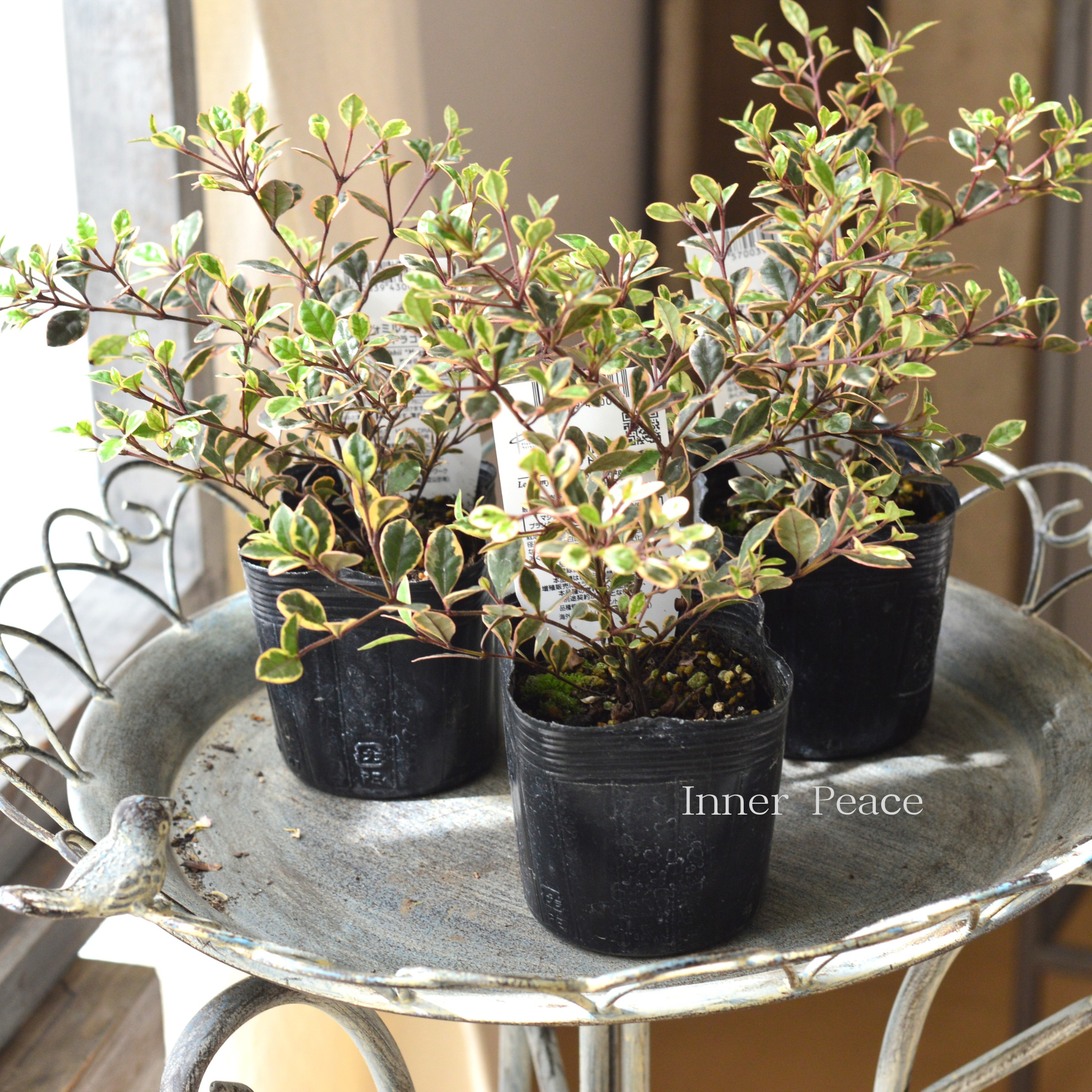 【寄せ植えに】 ロフォミルタス 『マジックドラゴン』 3寸POT