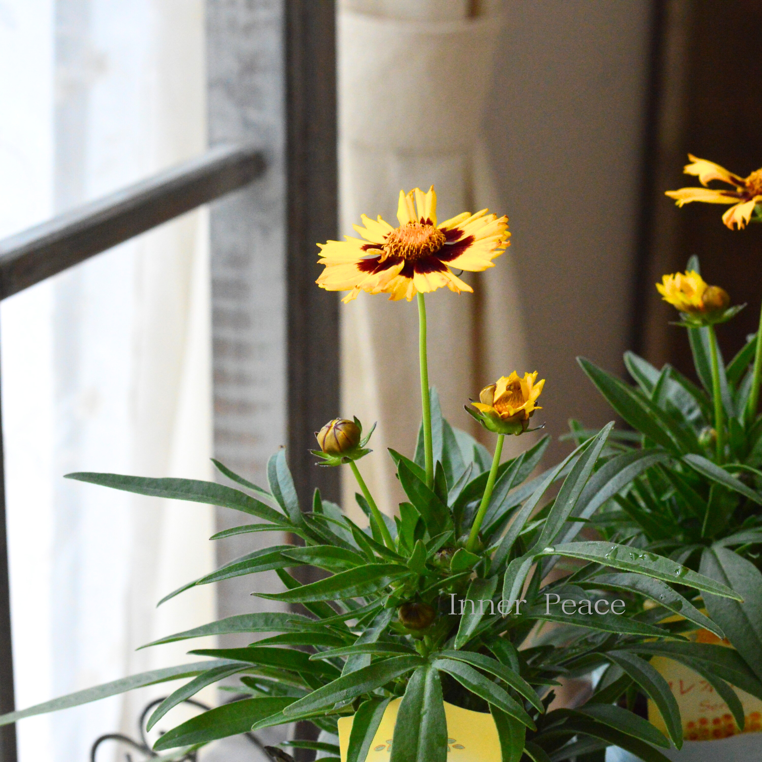 【暑さに強い】 コレオプシス 『サンキッス』 3寸POT