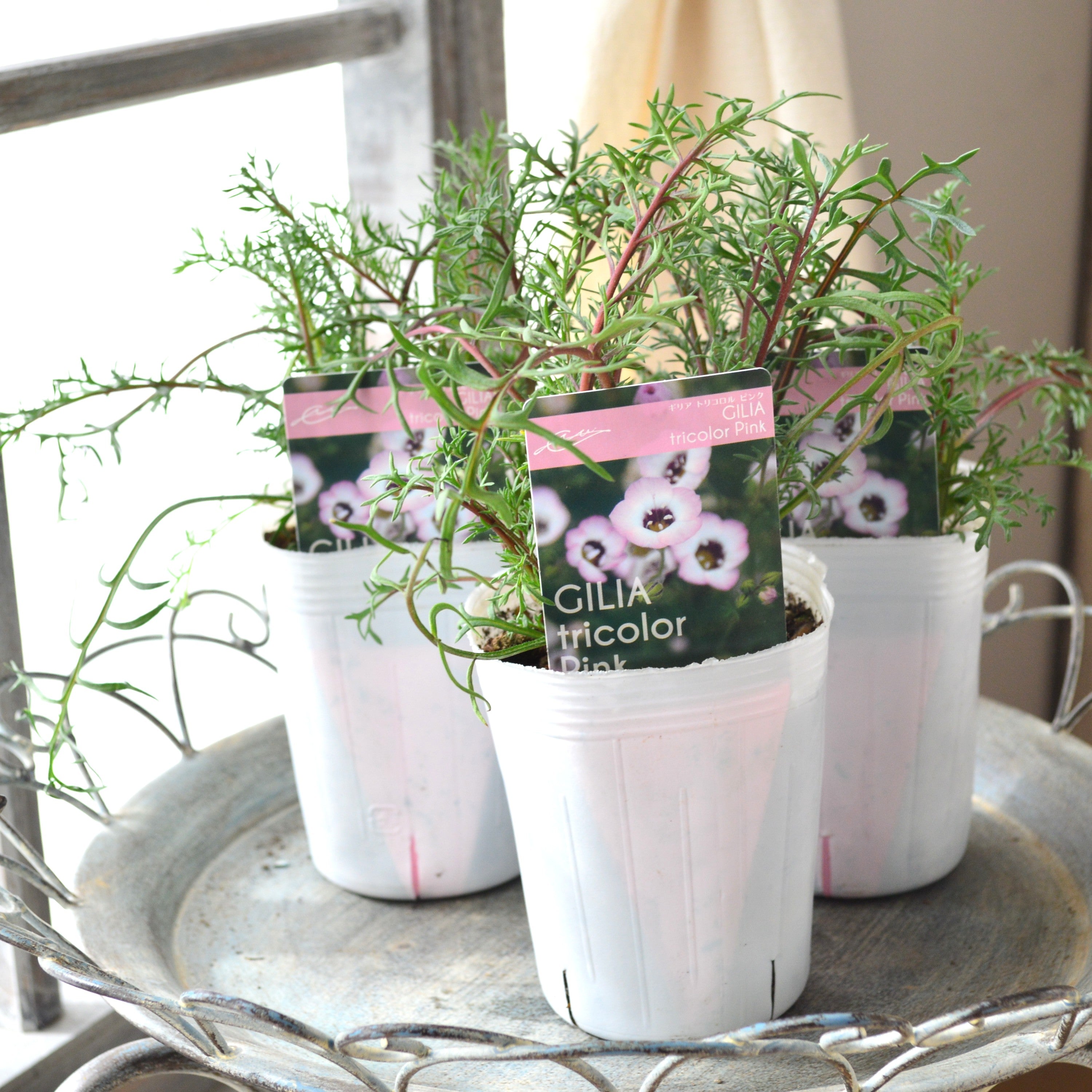 【美しい】 ギリア 『トリコロール・ピンク』 植え込み用 3寸POT