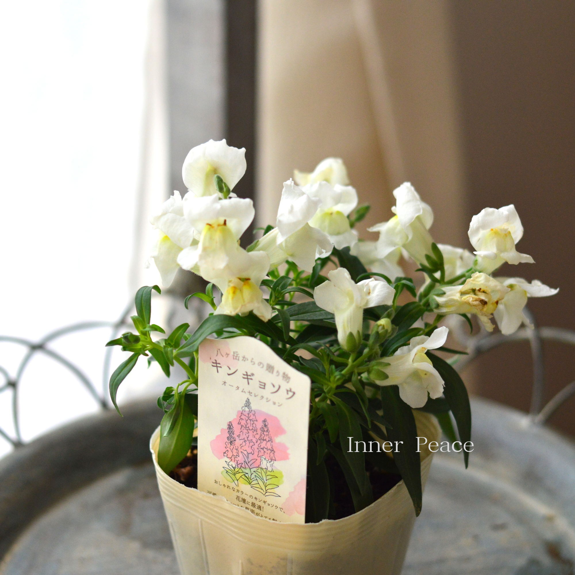 【かわいい】 キンギョソウ 『オータムセレクション E』 3.5寸POT