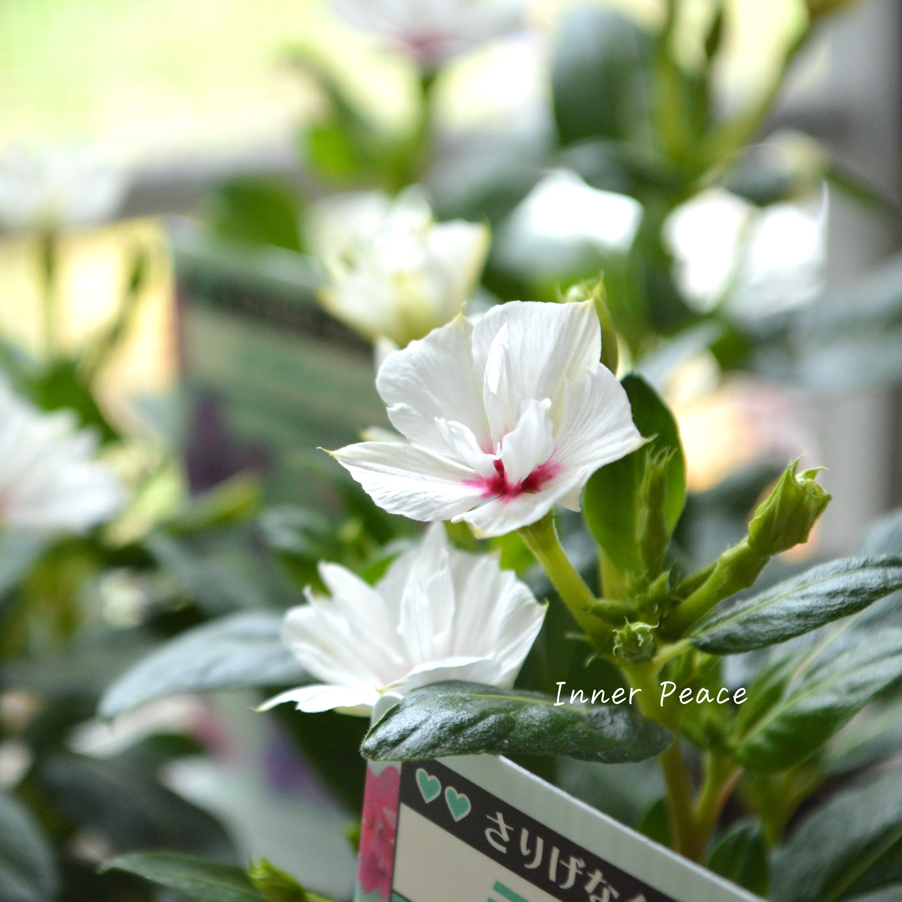 【北島園芸さん】 ニチニチソウ(八重咲き) 『ミラシリーズ・ユニコーン』 3.5寸POT