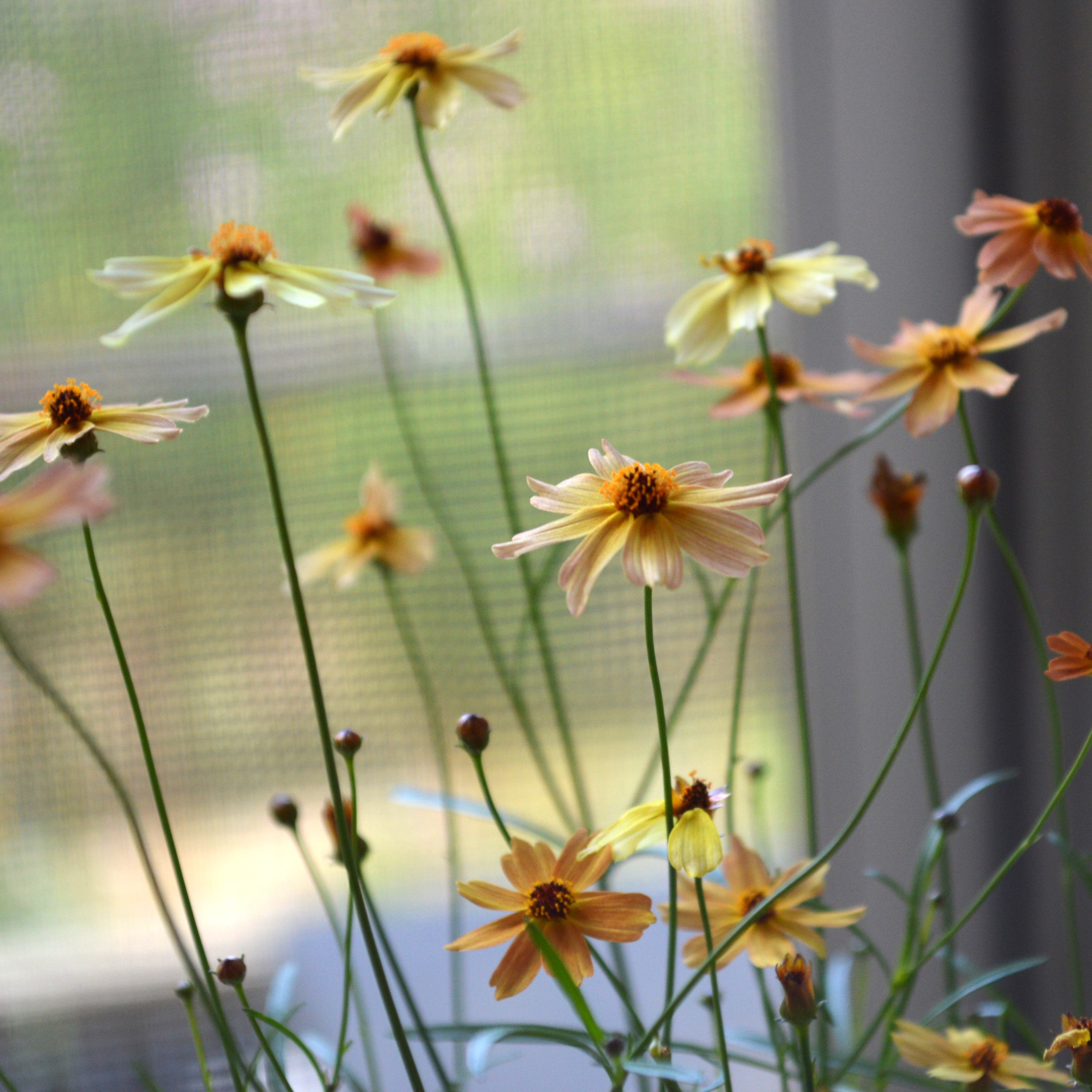 【アンティーク色】 コレオプシス『ウリドリーム・サンセット』 3寸POT