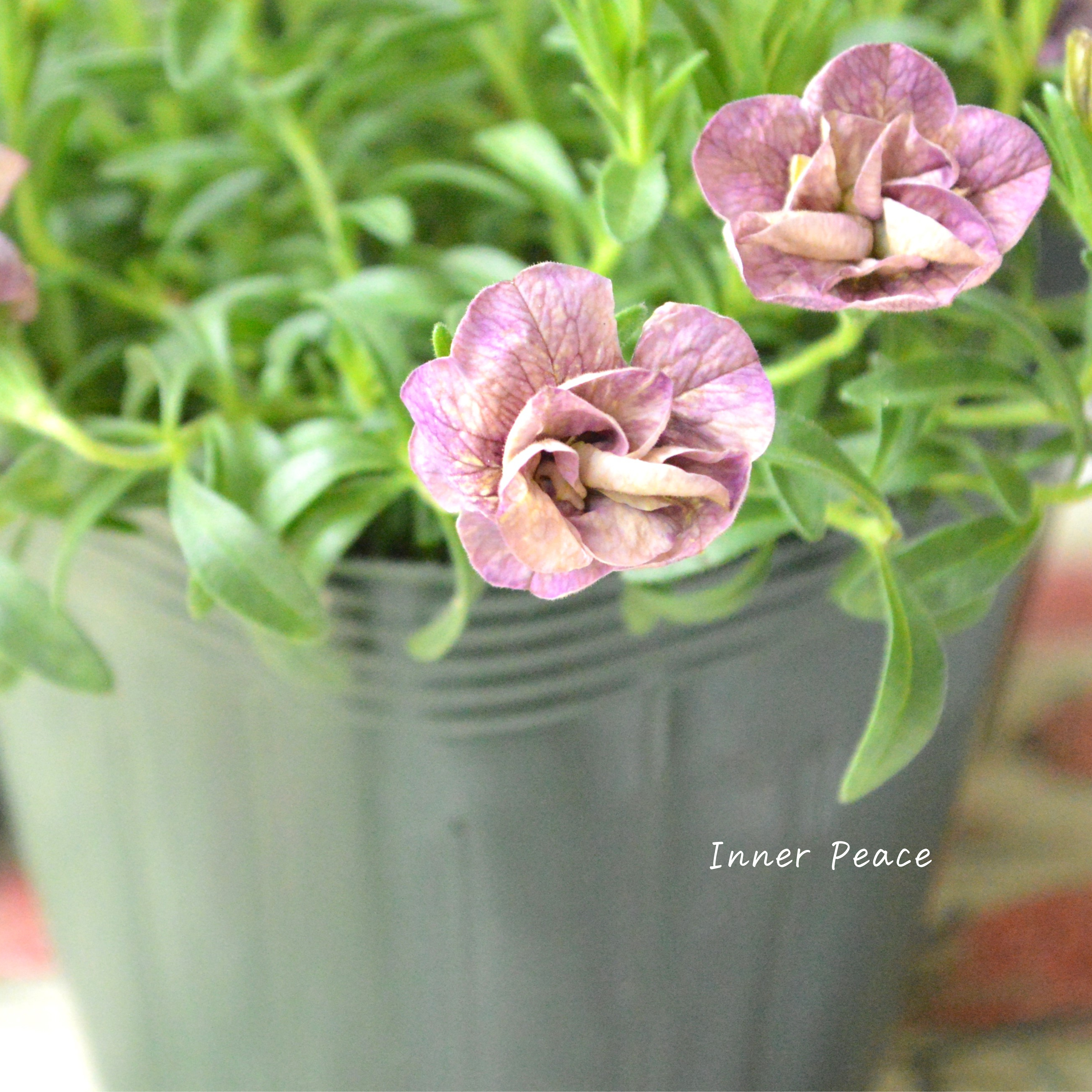 【ゲブラさん】 Sale! カリブラコア 『ブラン』 3.5寸POT