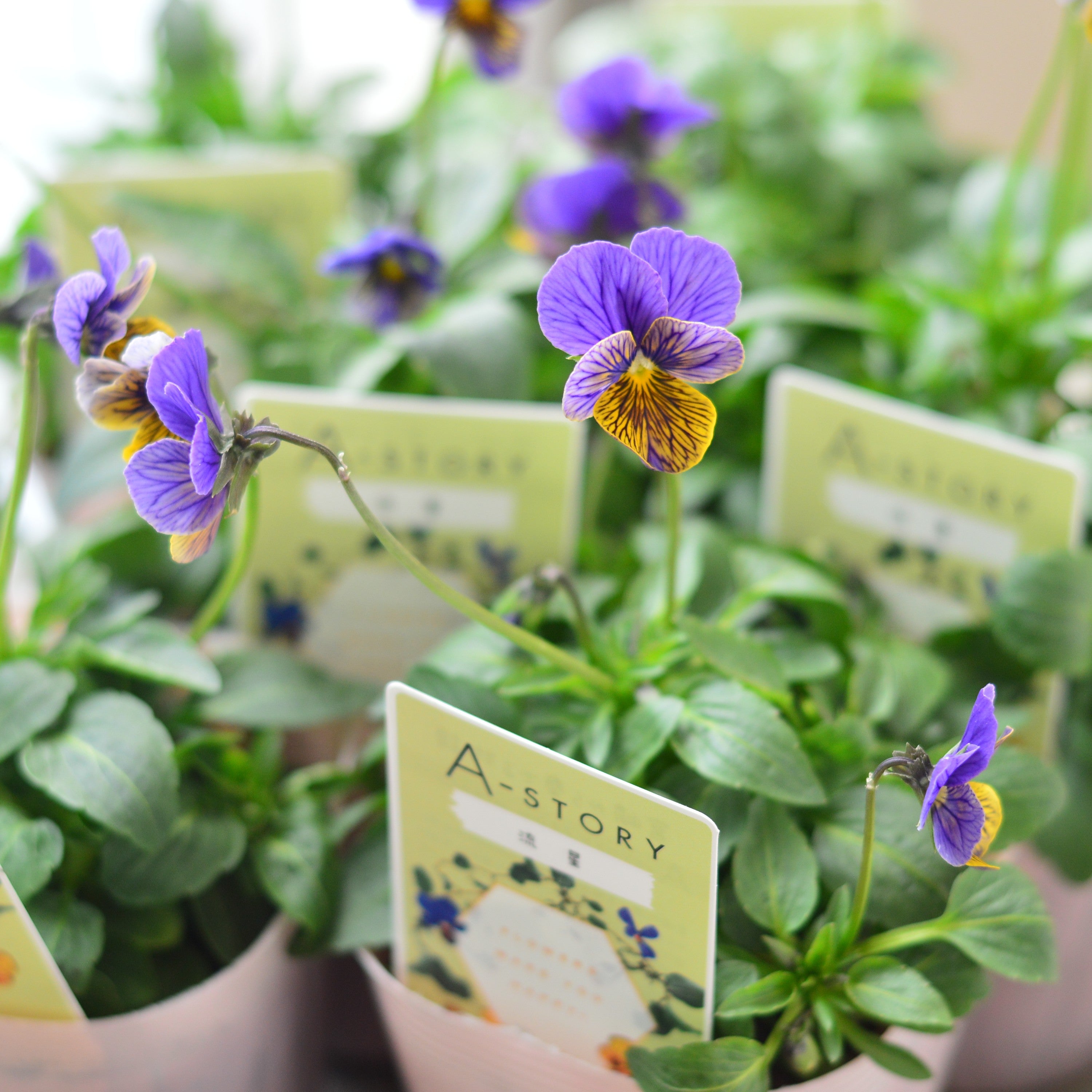 【石村あさみさん育種】 ビオラ 『A-STORY・流星 ブルー系』 3.5寸POT