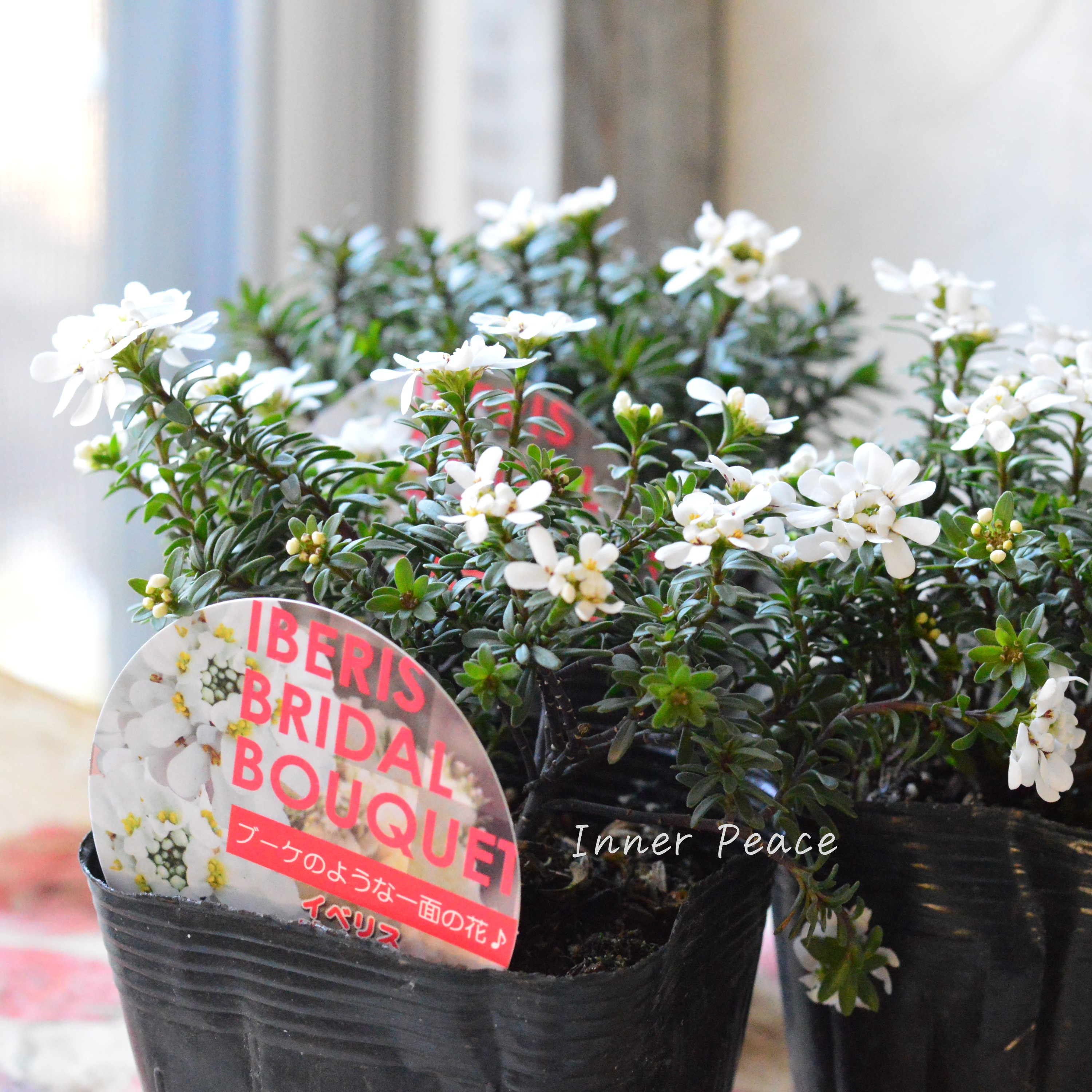 【寒さに強い】 宿根イベリス 『ブライダルブーケ』 3.5寸POT
