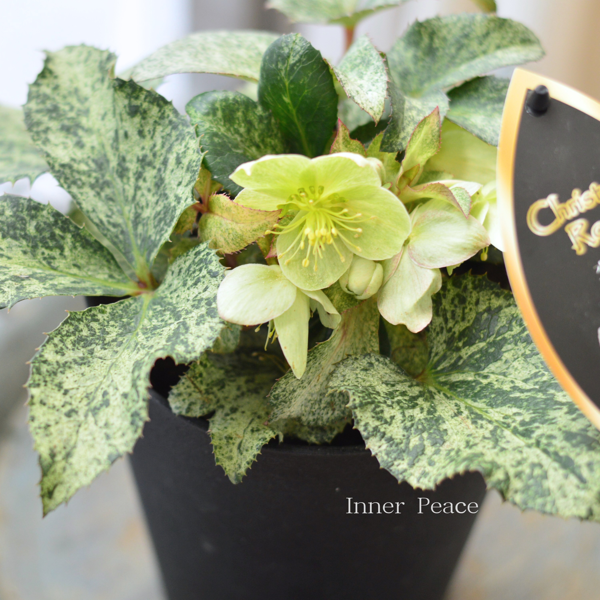 【美しい】 クリスマスローズ 『スノーフィーバー』 5寸鉢