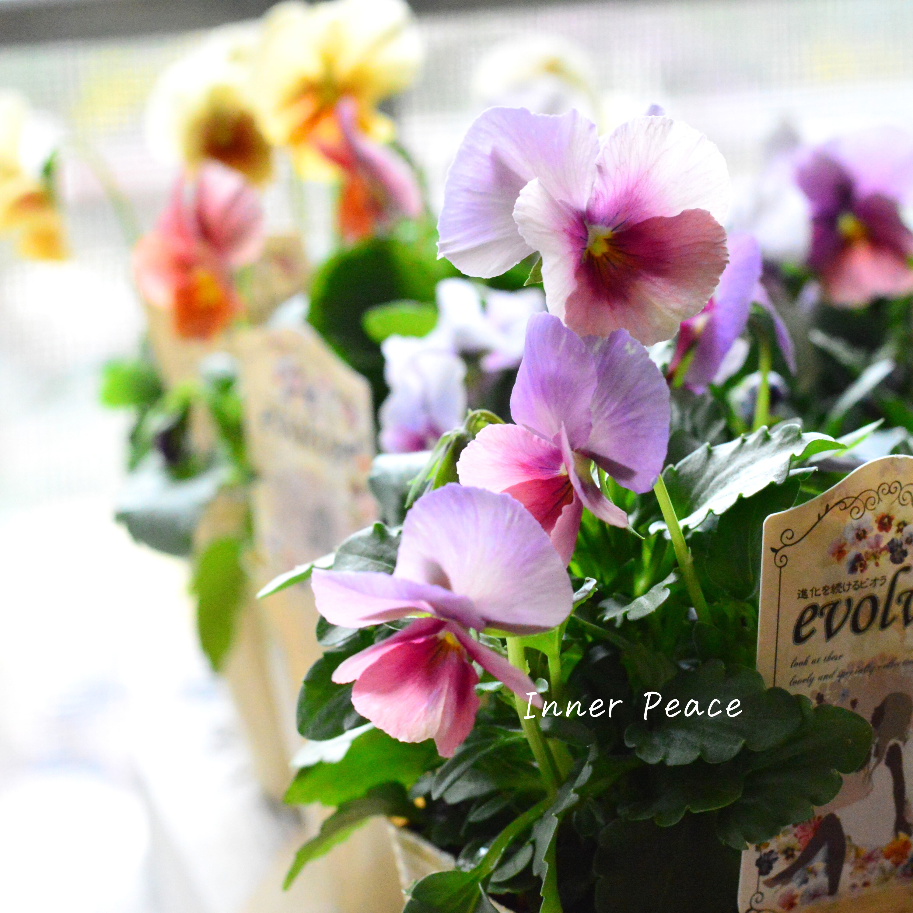 【美しい】 ビオラ 『evolve ~エボルベ~』 3.5寸POT