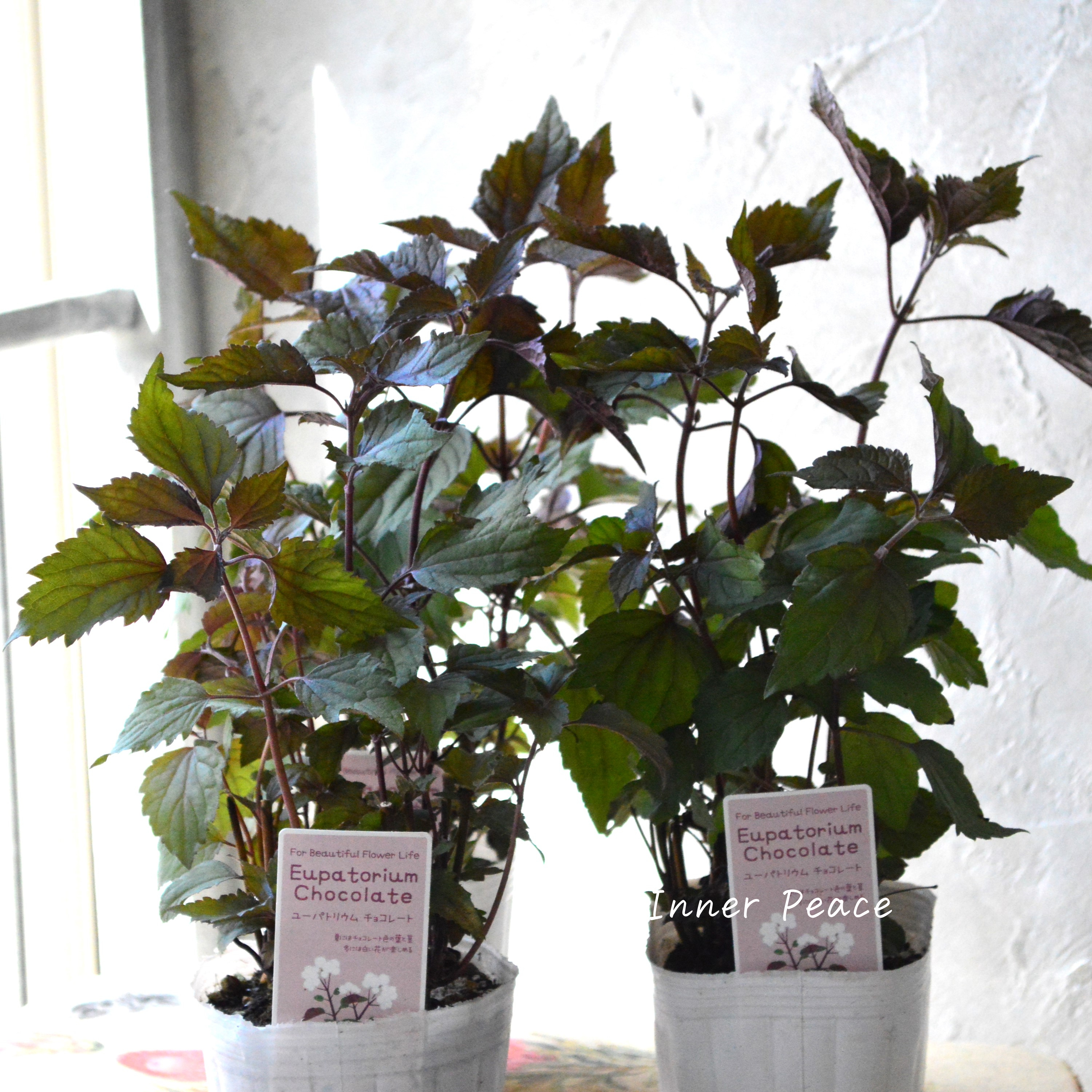 【暑さ寒さに強い】 ユーパトリウム 『チョコレート』 3寸POT