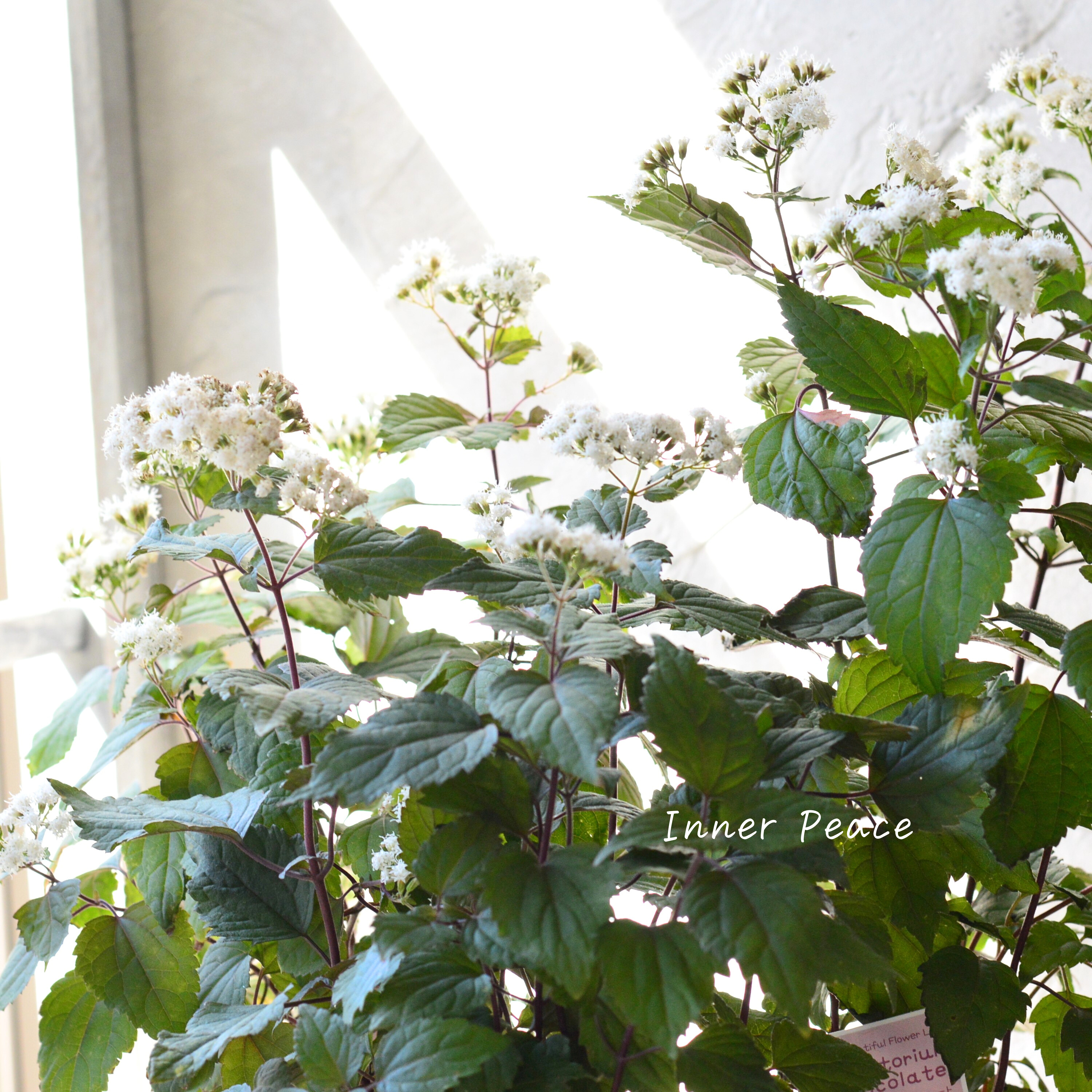 【暑さ寒さに強い】 ユーパトリウム 『チョコレート』 3寸POT