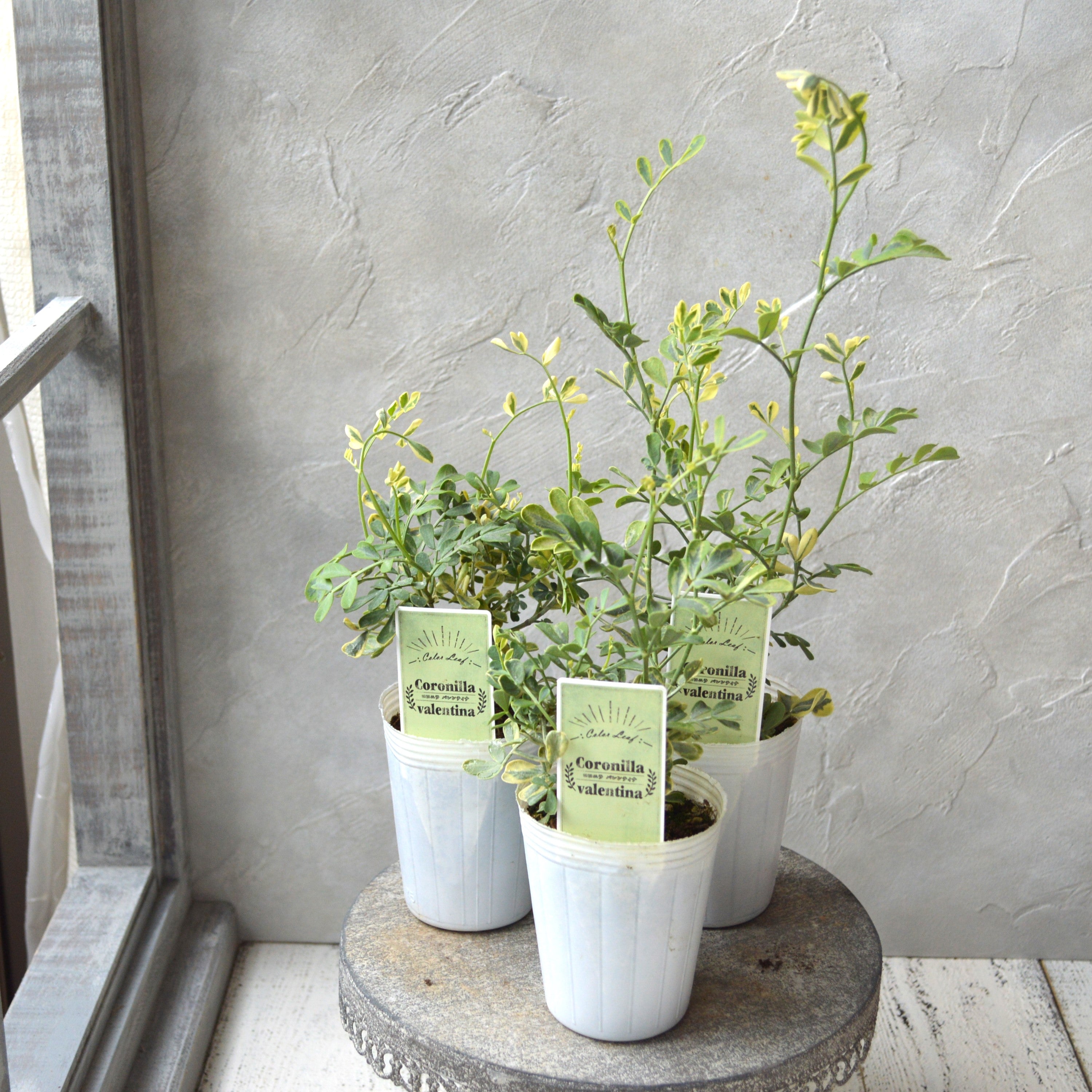 【斑入り】コロニラ・バリエガータ 2.5寸POT