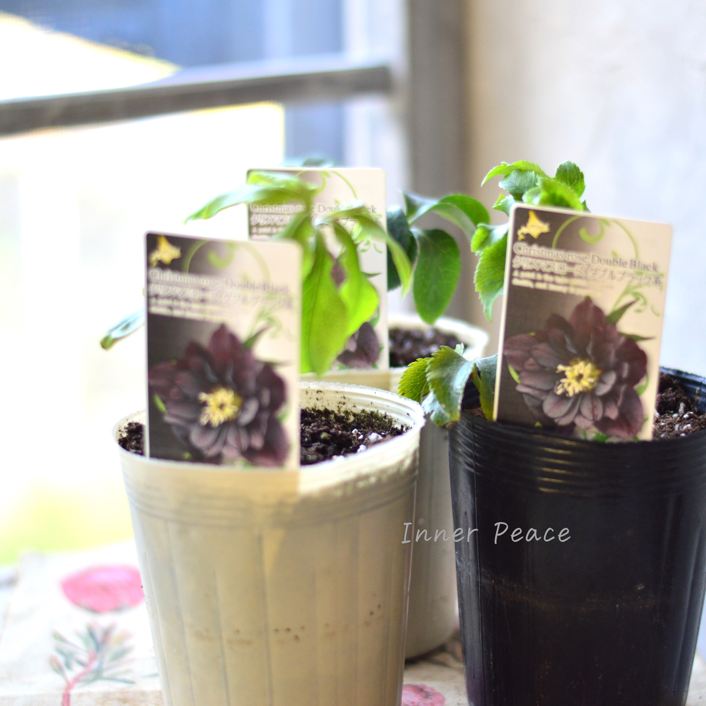 【八重咲き】 クリスマスローズ 『ダブルブラック系』 3.5寸ロングPOT