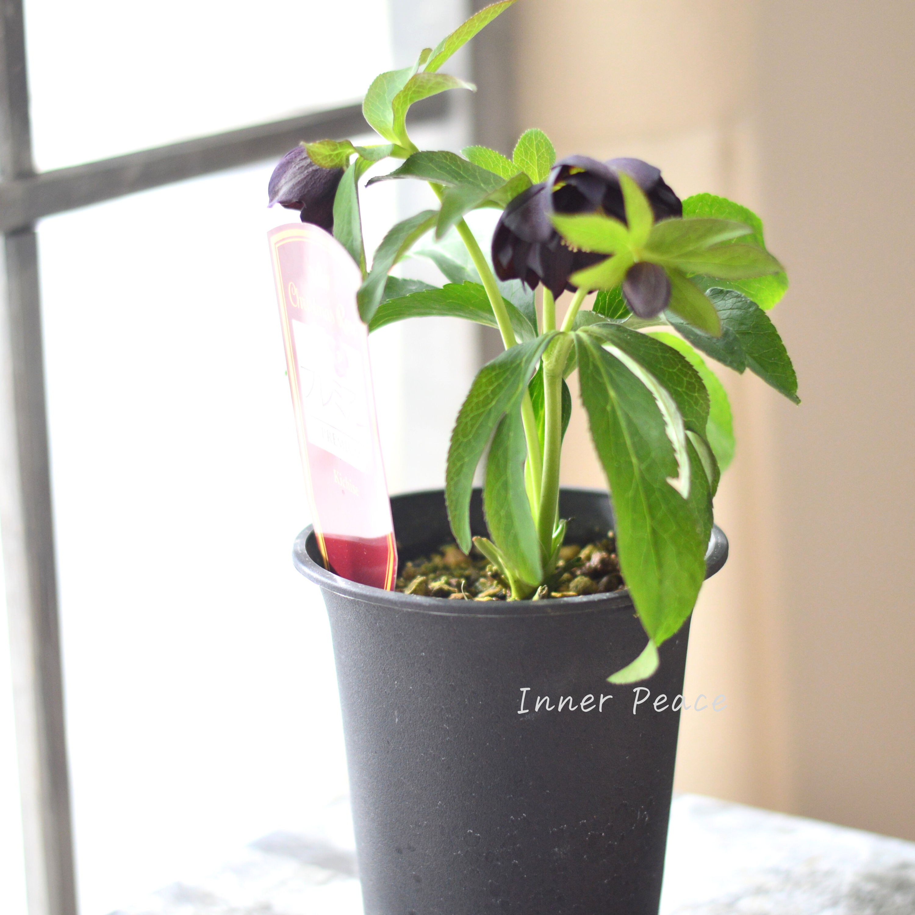 【希少】 吉瀬園芸さんのクリスマスローズ 『プレミアム・ダブル B』 4寸鉢