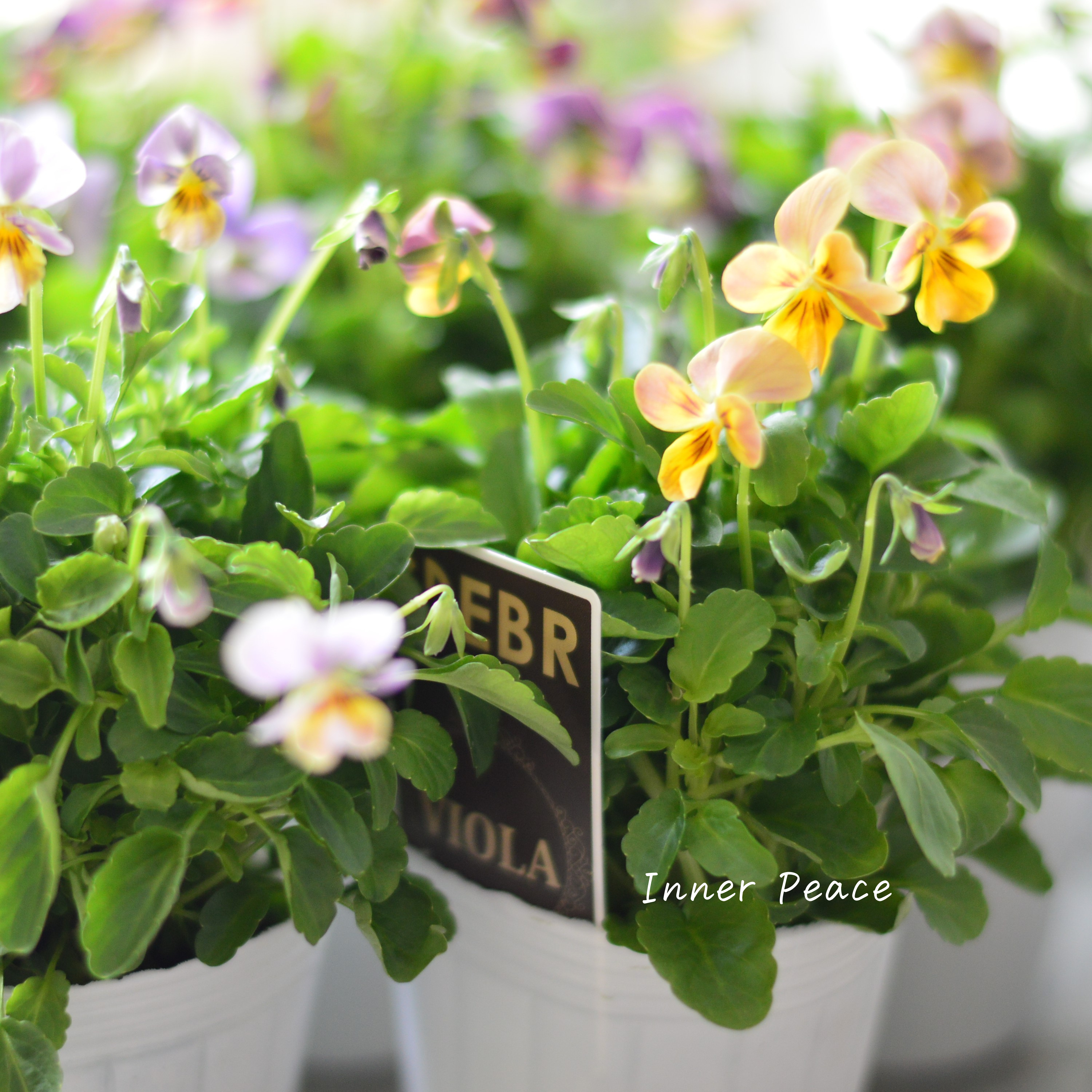 【ゲブラさん】 ビオラ 『ミックス』 2.5寸POT