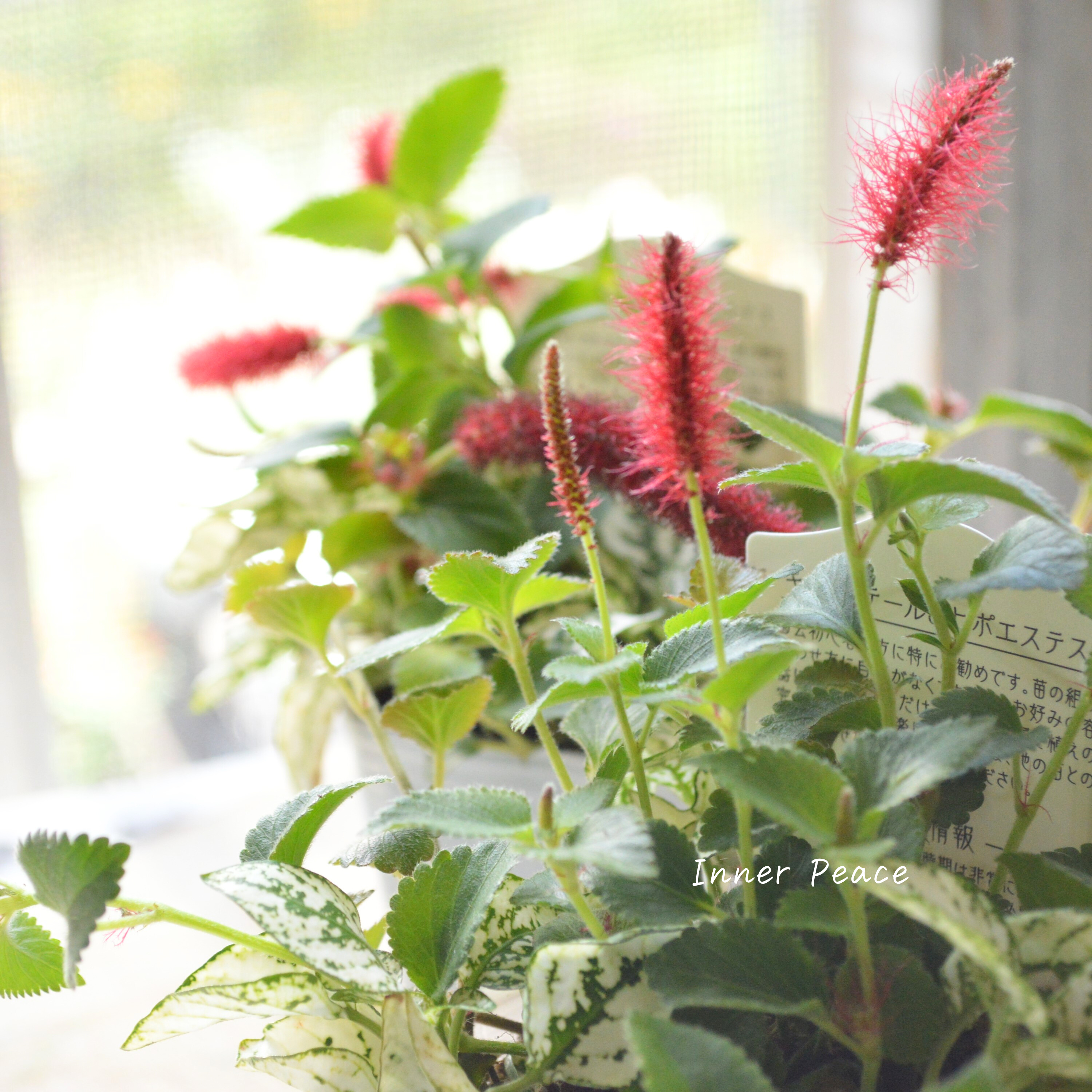 【寄せ植えに】 ヒポキャット(ヒポエステス白+キャッツテール) 2.5寸ロングPOT