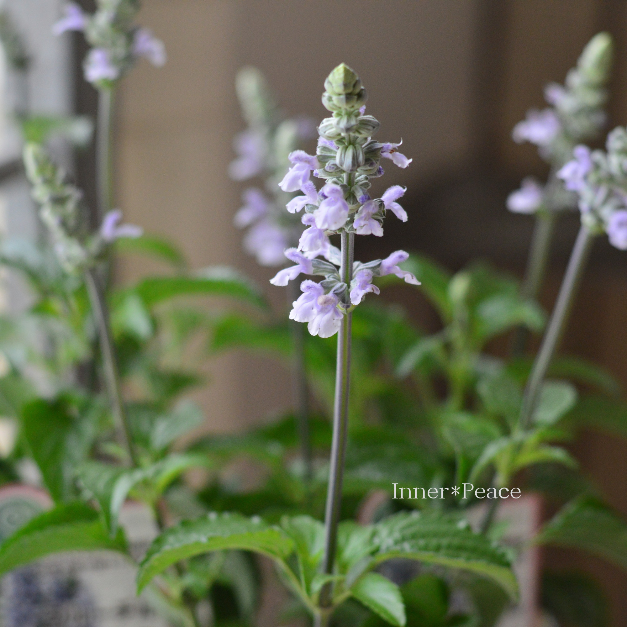 【開花期が長い】 サルビア 『ブルーチル』 3寸ロングPOT