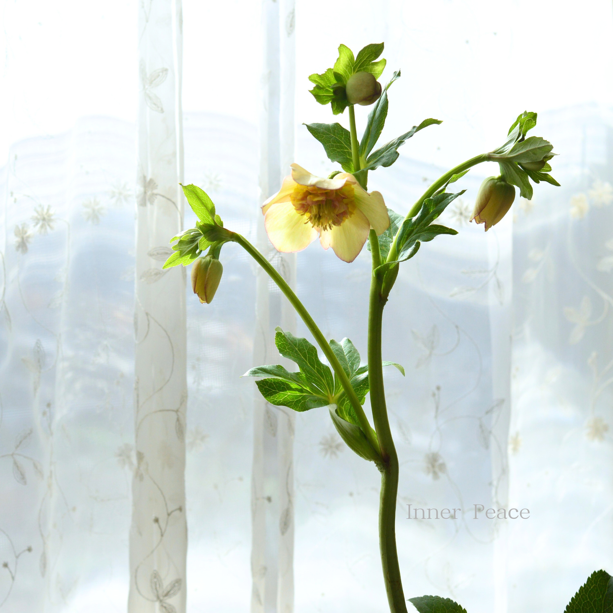 【杉光園芸さん】 クリスマスローズ 『セミダブル』 4号POT