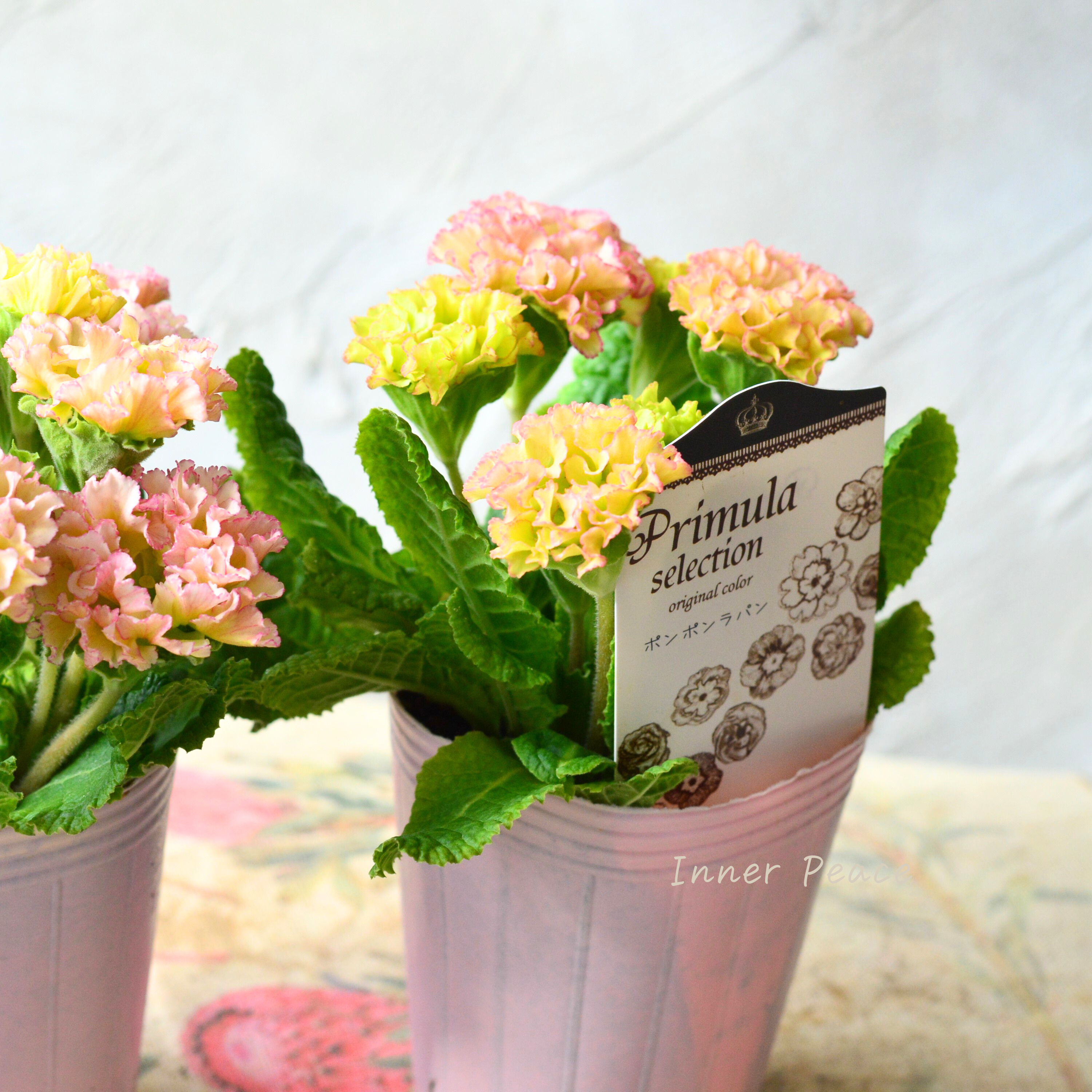 【k-plantsさん】 フリンジ咲き プリムラ 『ポンポンラパン・オレンジミックス系』 2.5寸ロングPOT