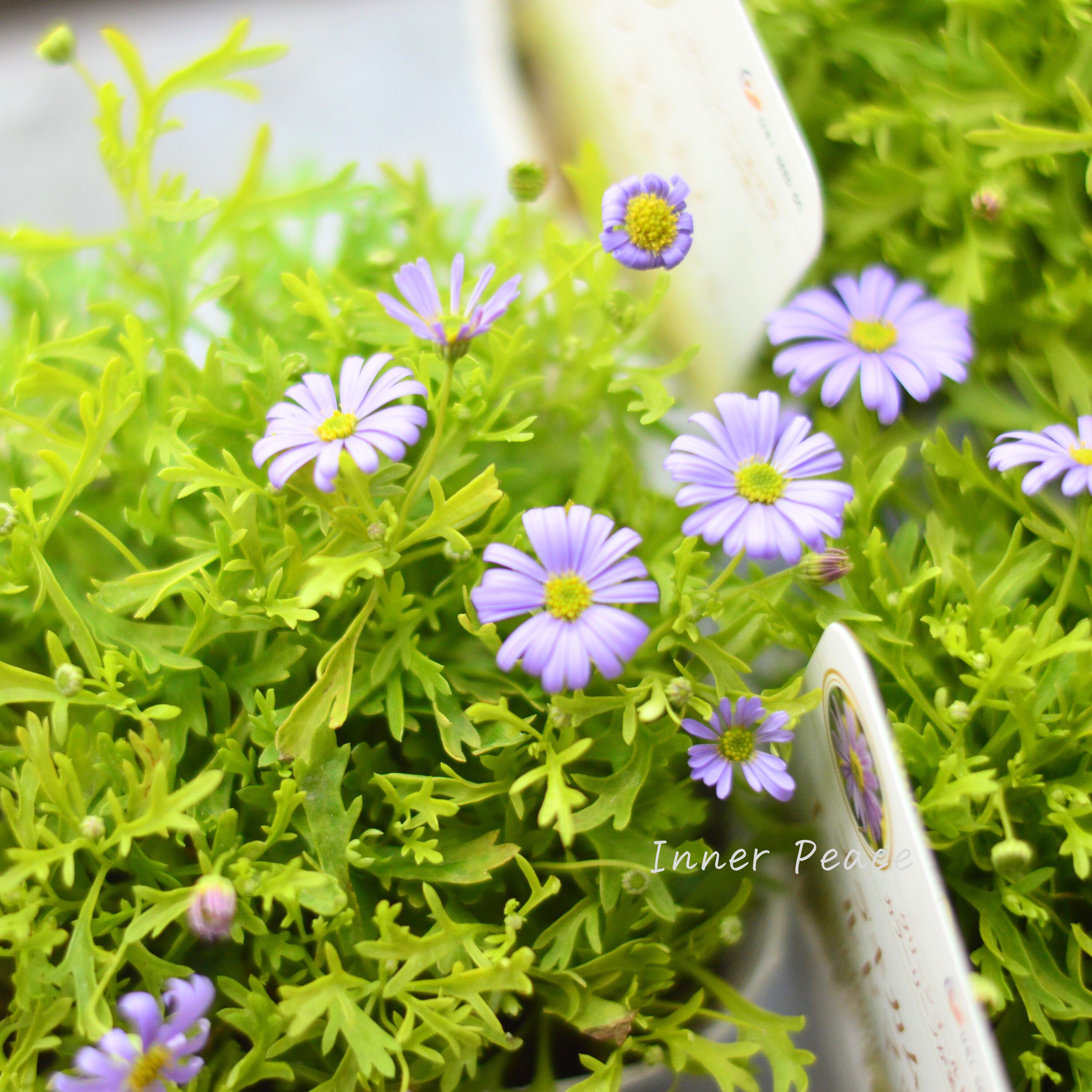 【開花期が長い】 ブラキカム 『ゴールドマット』 3~3.5寸POT