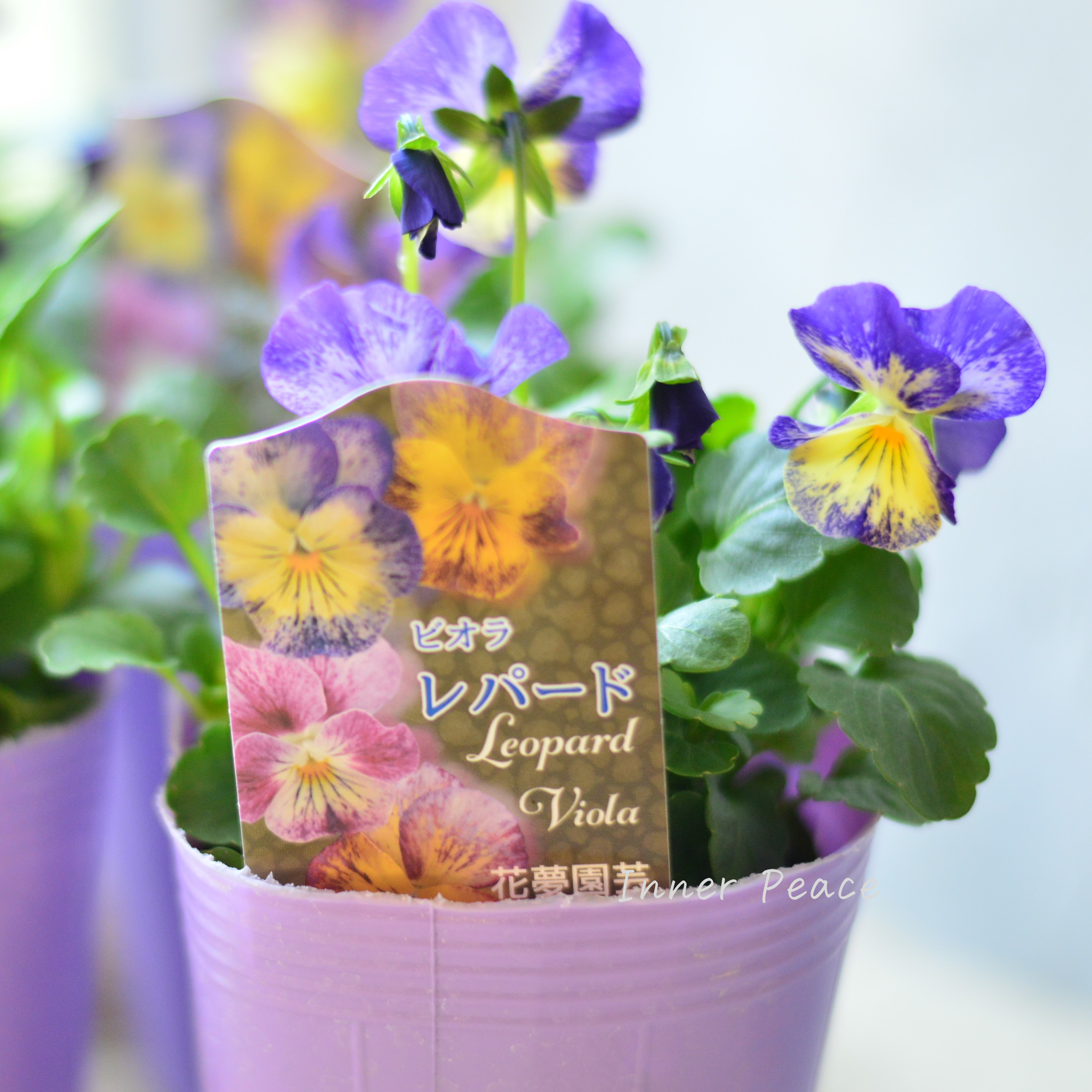 【花夢園芸さん】 ビオラ 『レパード・Cタイプ』 3寸ロングPOT