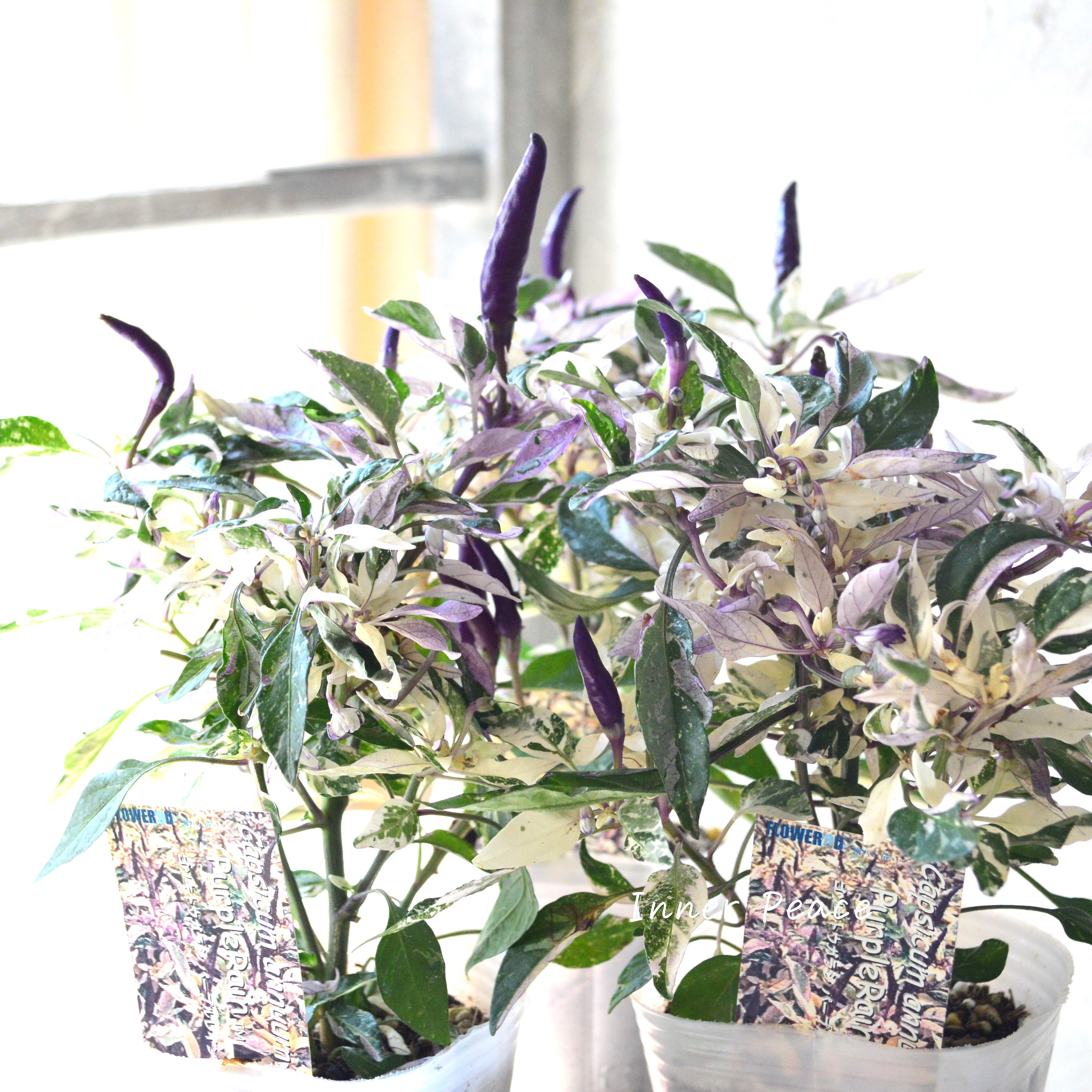 【暑さに強い】 トウガラシ 『パープルレイン』 3寸POT