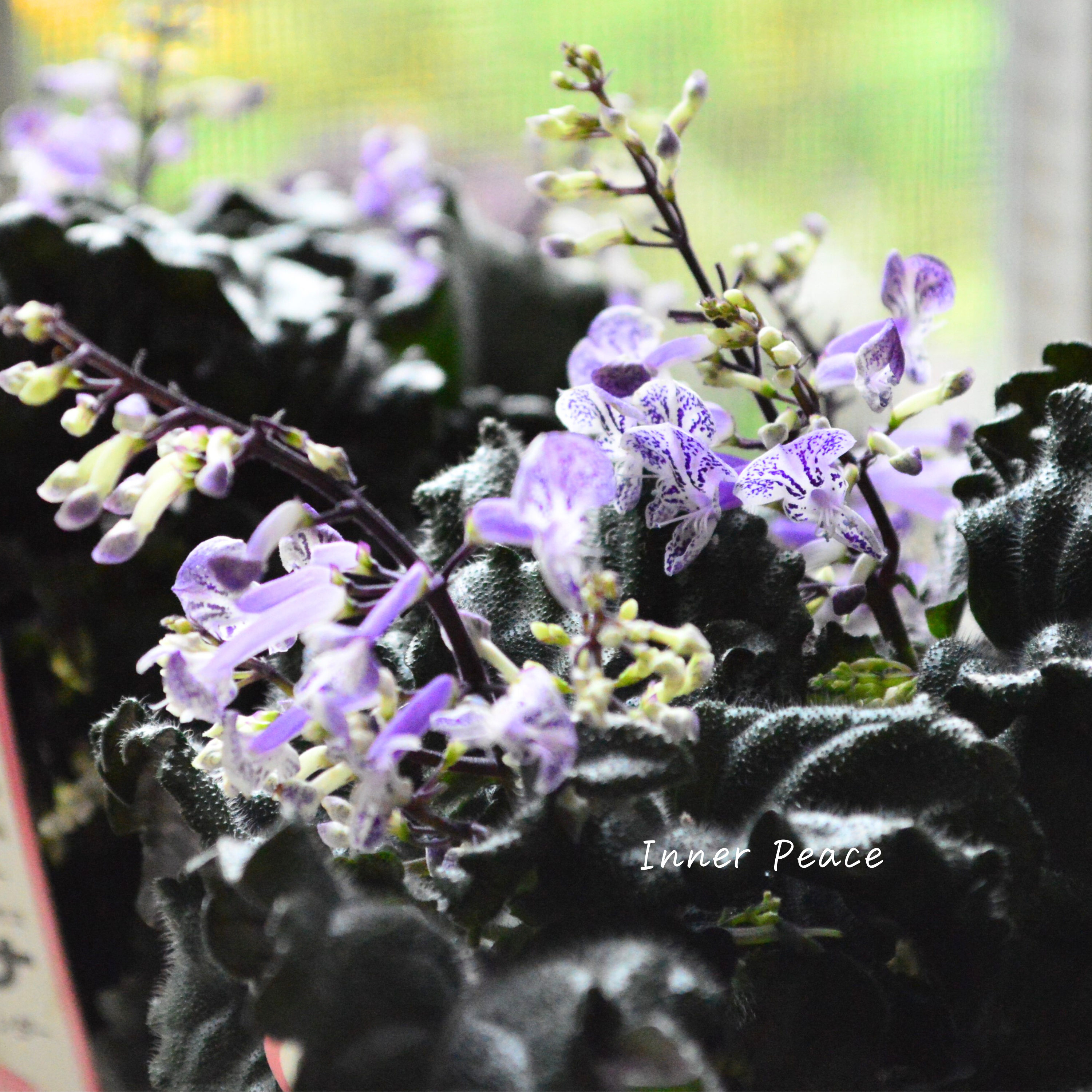 【美しい】 プレクトランサス 『モナラベンダー』 3.5寸POT