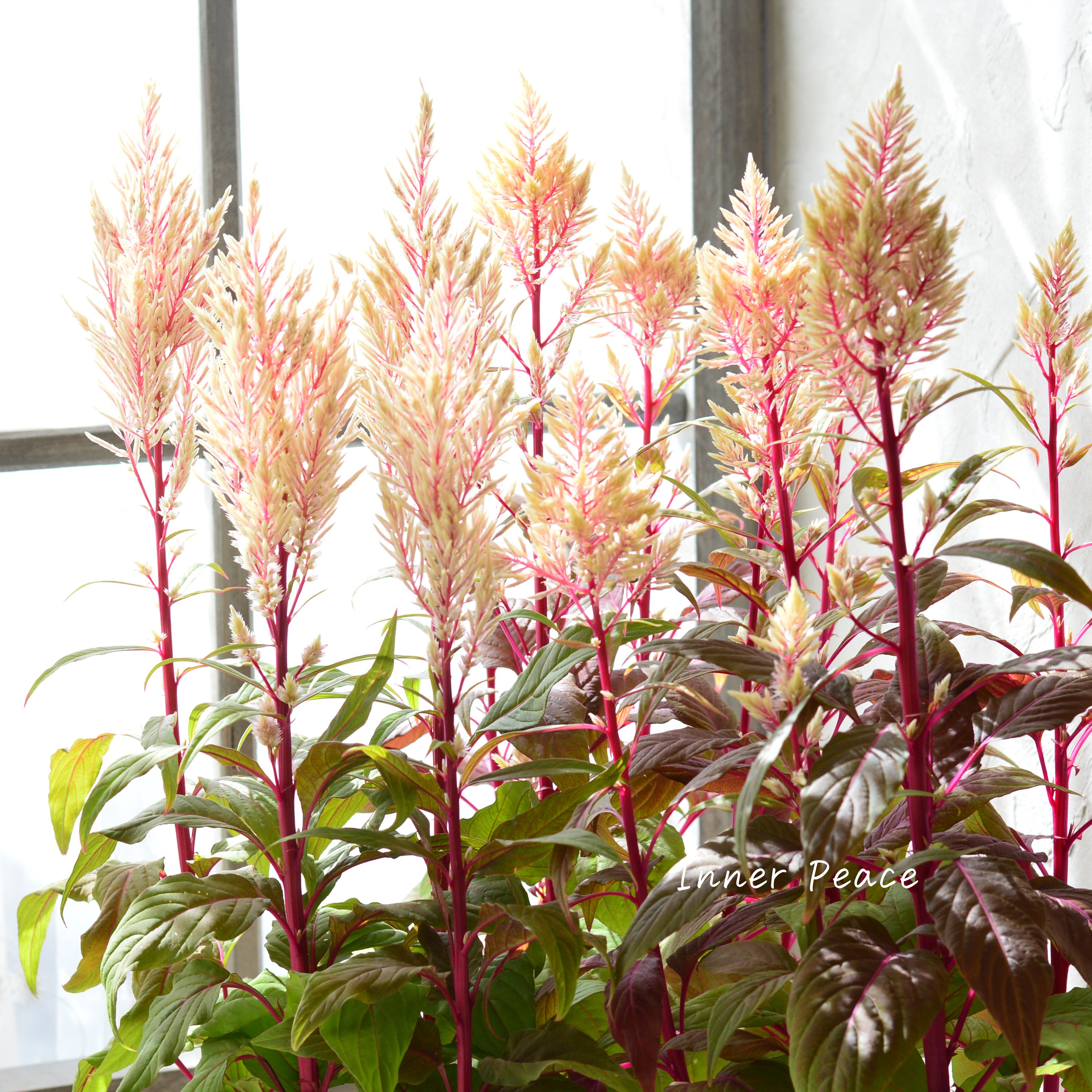 【ゲブラナガトヨさん】 ケイトウ 『霧島の秋・ベージュ』 3.5寸POT