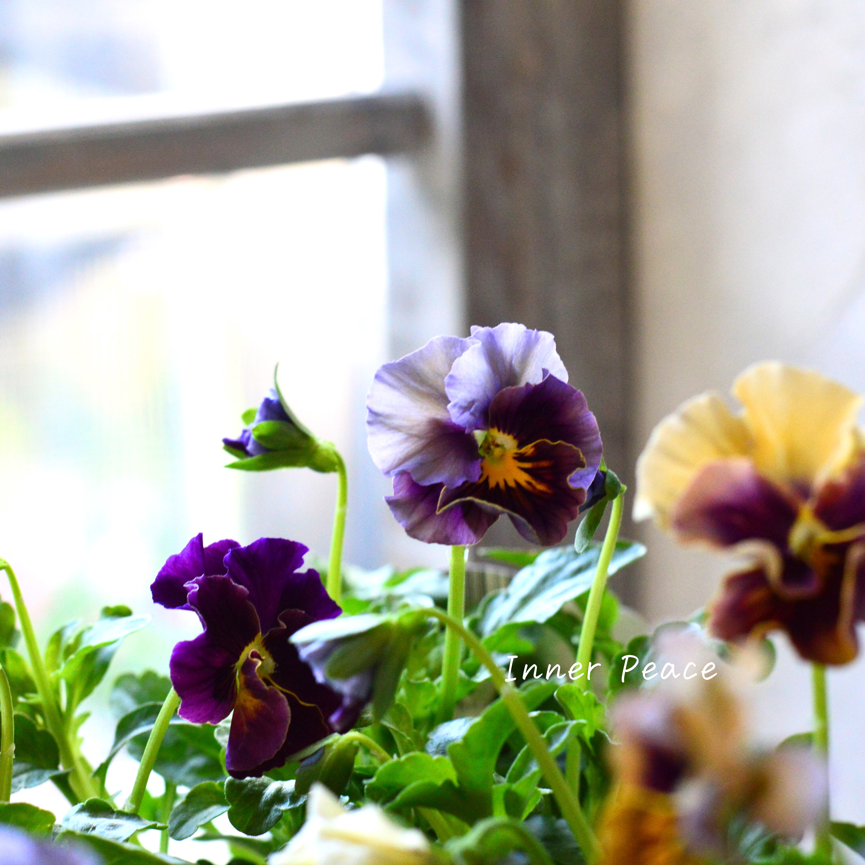 【うえたさん育種】 パンジー 『マシェリマダム』 3.5寸POT