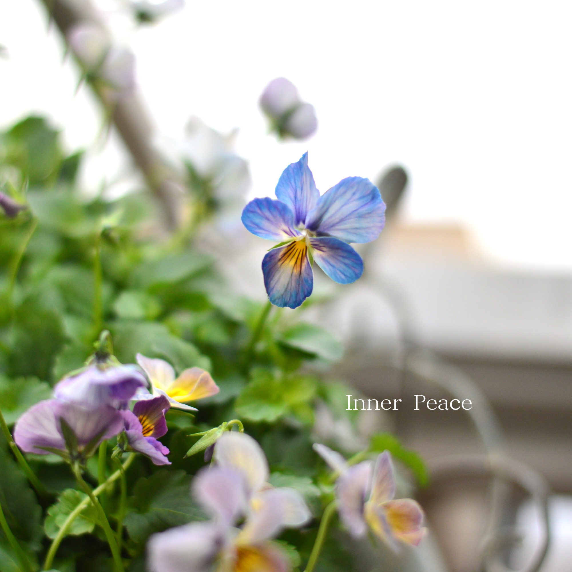 【希少】 おひとり様1苗限定 ビオラ 『すみれ図鑑・紫水』 3.5寸POT