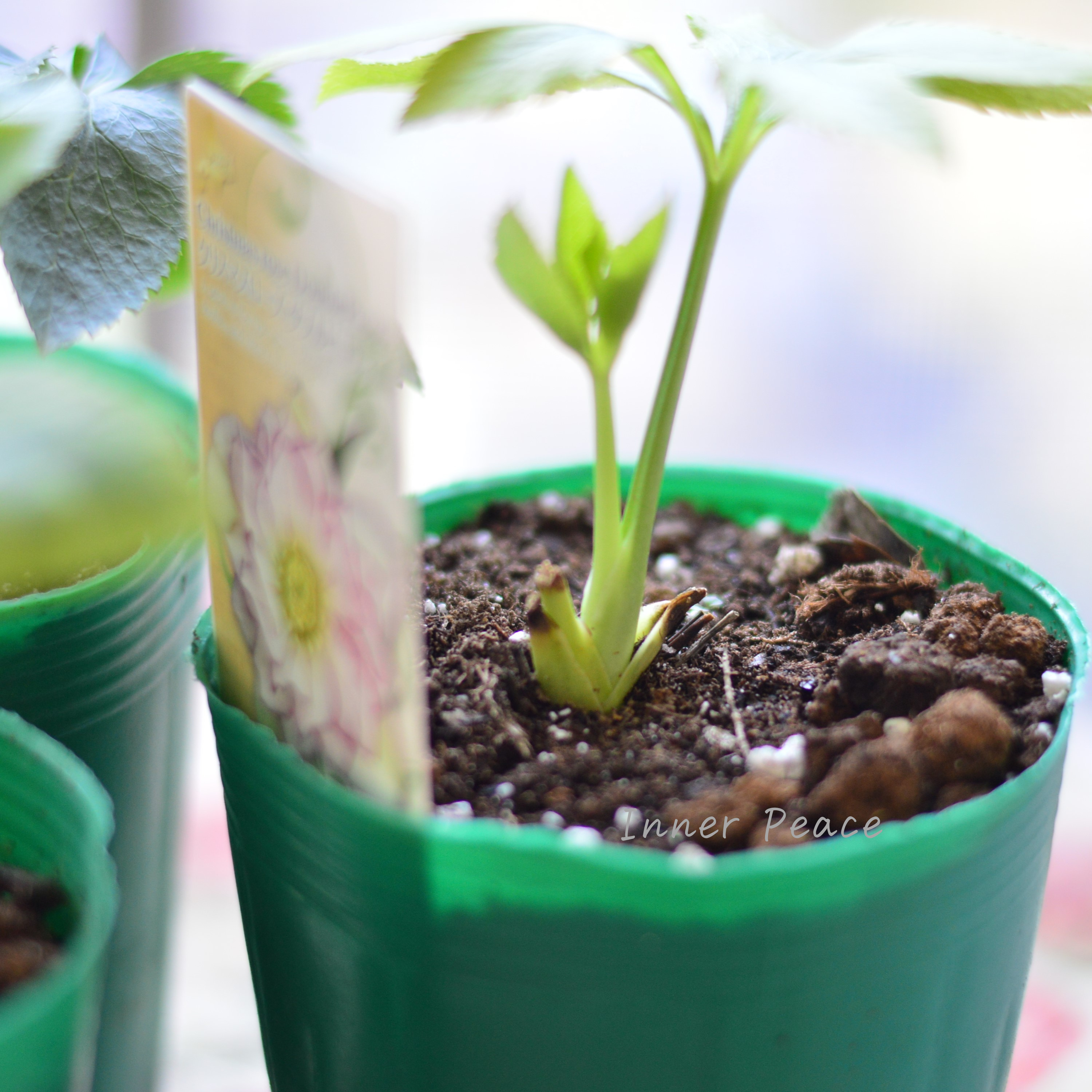 【八重咲き】 クリスマスローズ 『ダブルピコティ系』 3.5寸ロングPOT