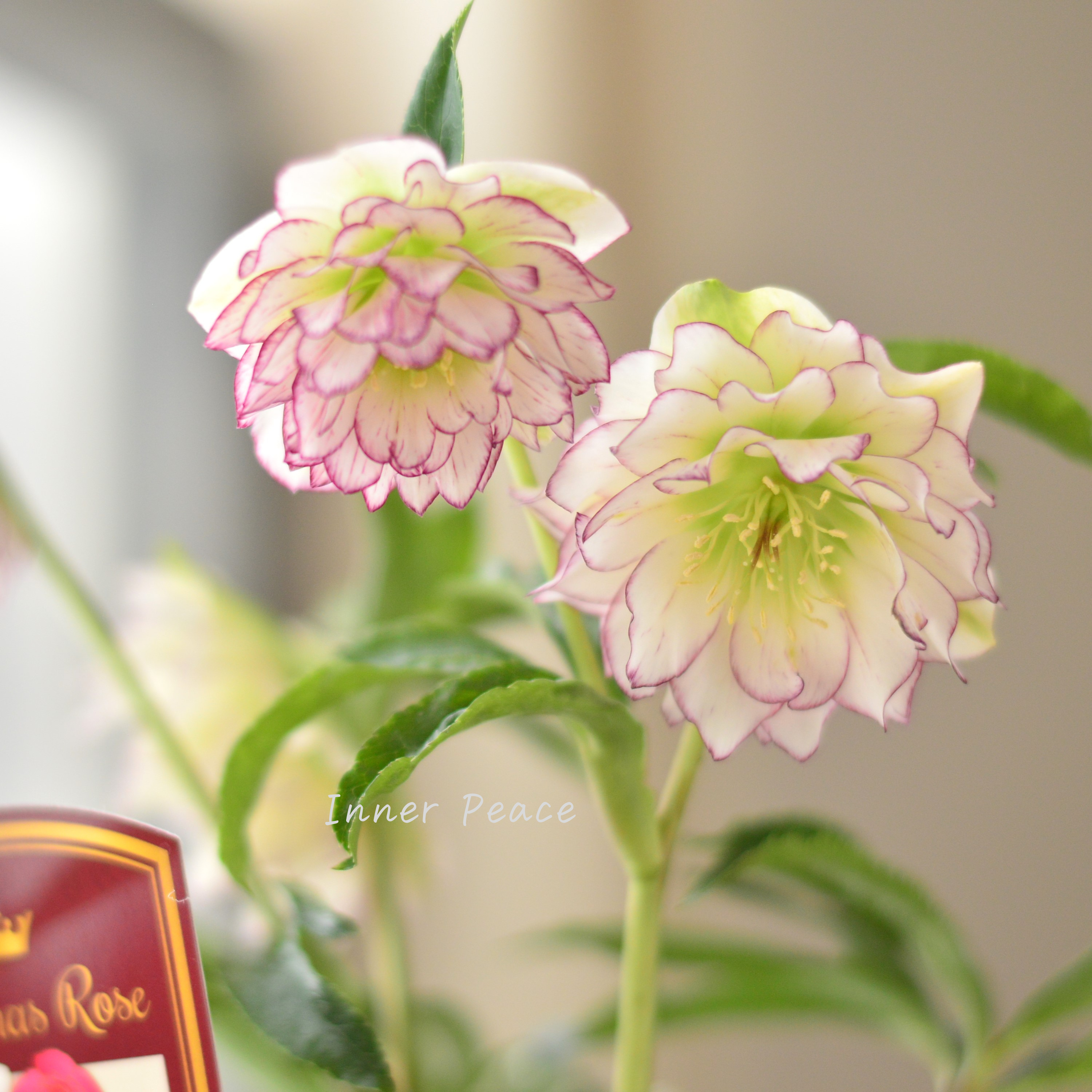 【希少】 吉瀬園芸さんのクリスマスローズ 『プレミアム・ダブル C』 4寸鉢