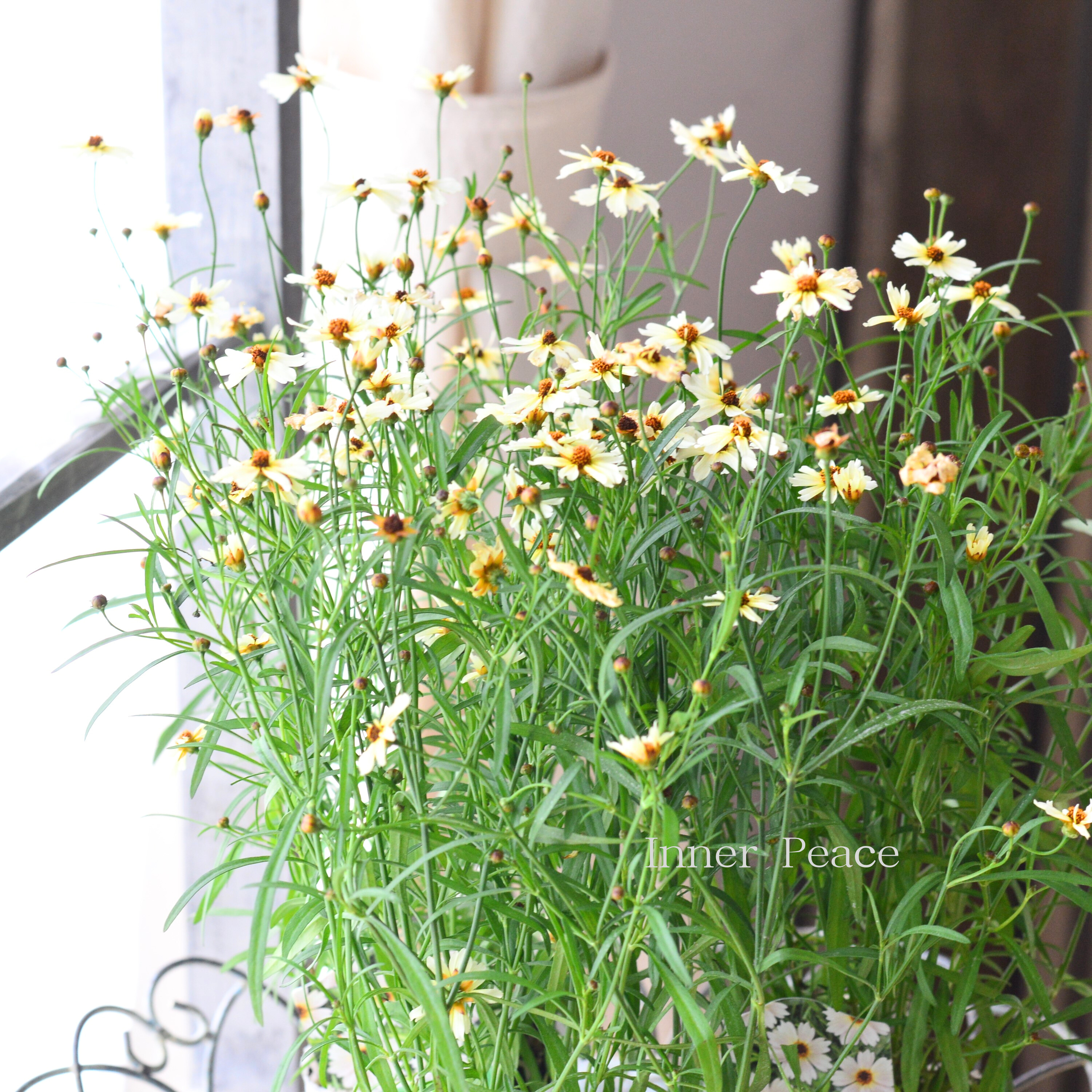 【アンティーク色】コレオプシス『ミスティクリーム』 3寸POT