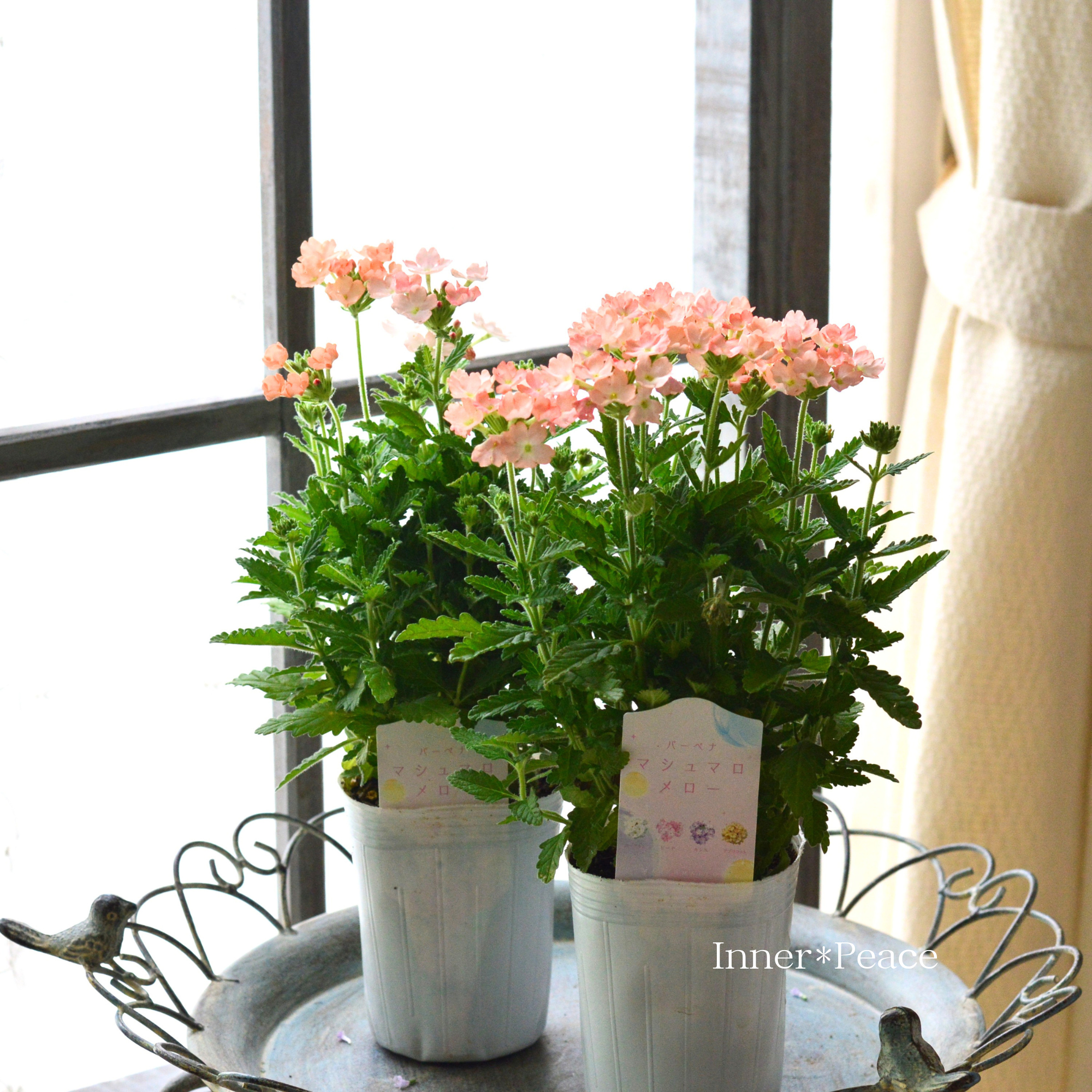 【かわいい】 バーベナ 『マシュマロメロー・アプリコット』 3寸ロングPOT
