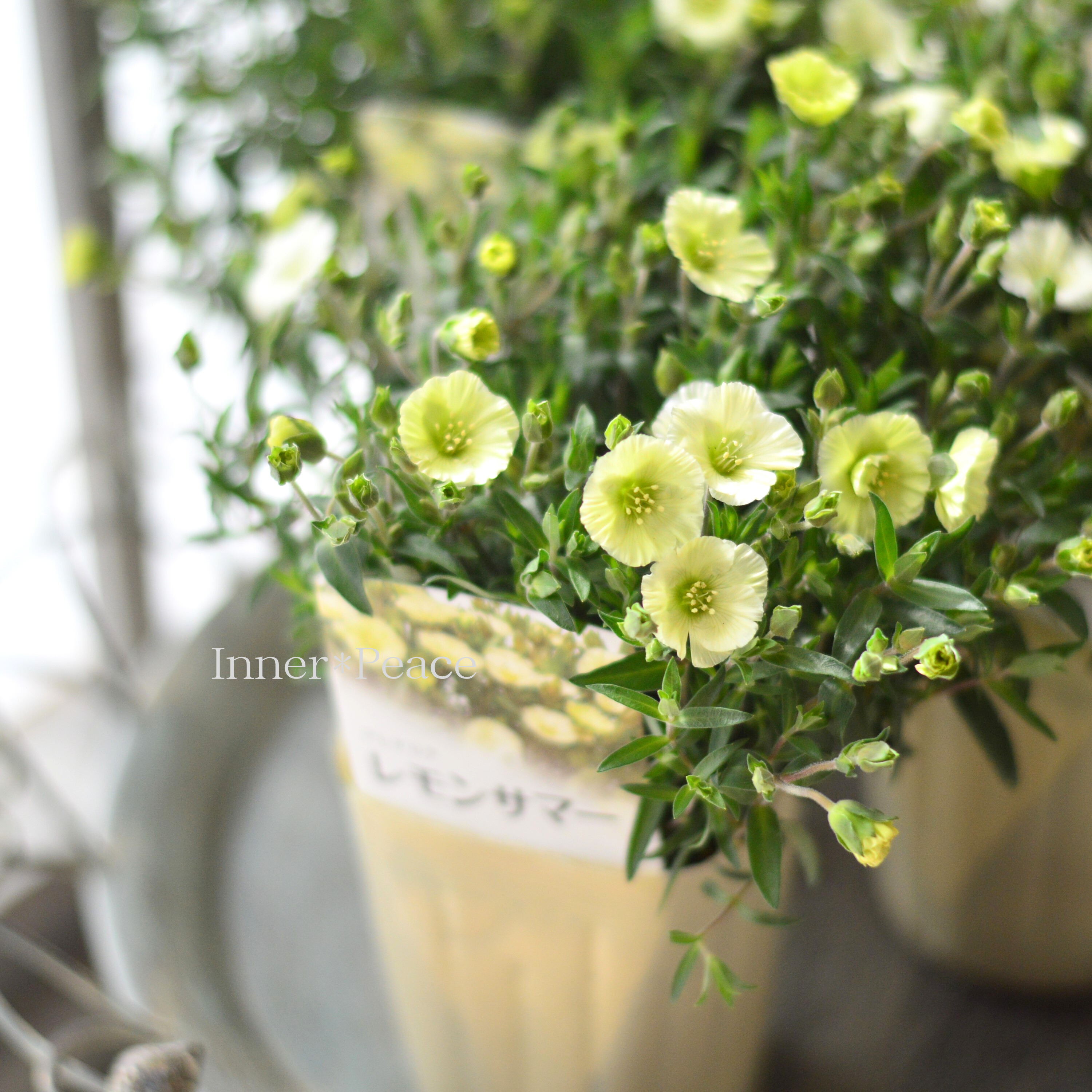 【爽やか】 アレナリア 『レモンサマー』 3.5寸POT