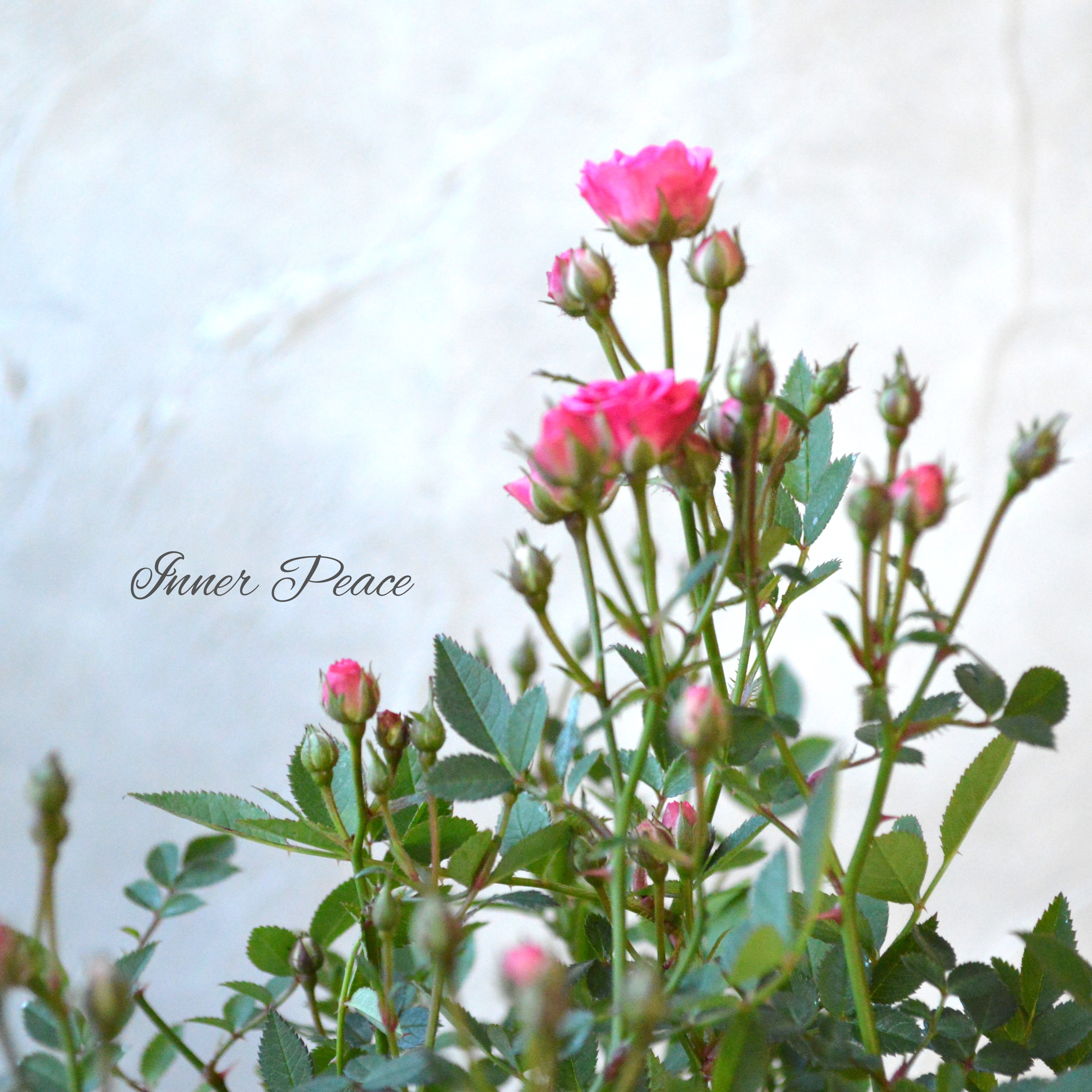 【分割できる】 ミニ薔薇 『ミサキ』(カスミソウ咲き) 3寸POT